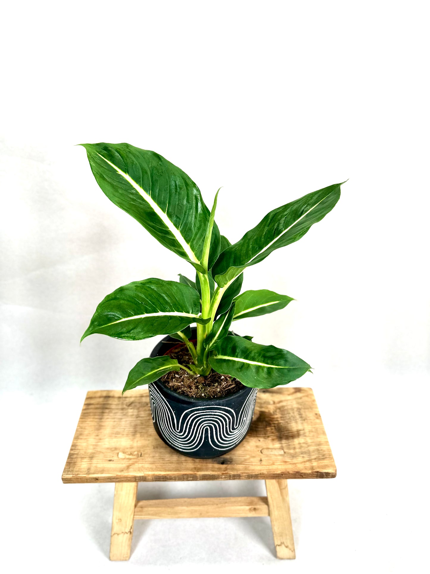 Dieffenbachia Green Magic