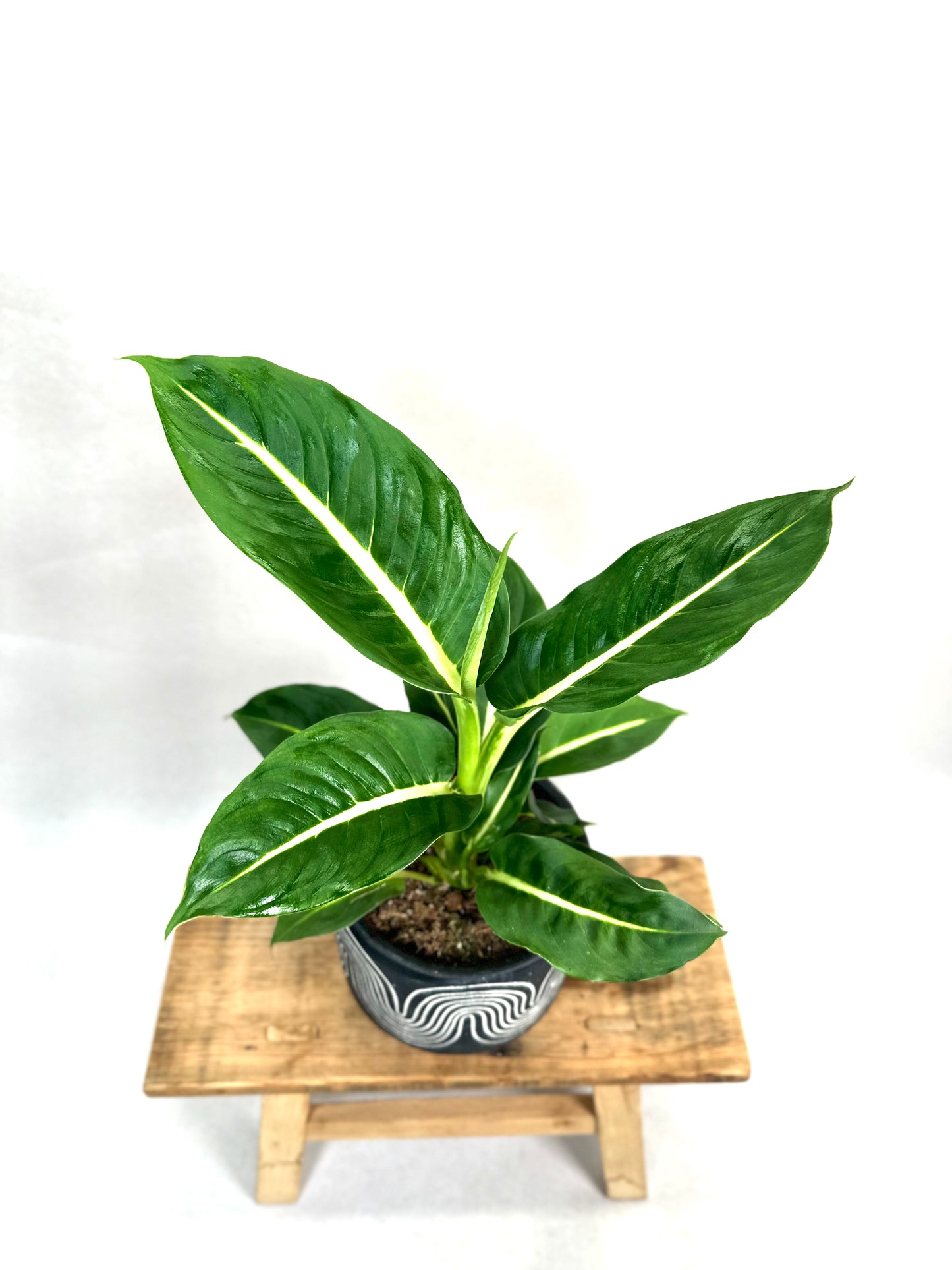 Dieffenbachia Green Magic