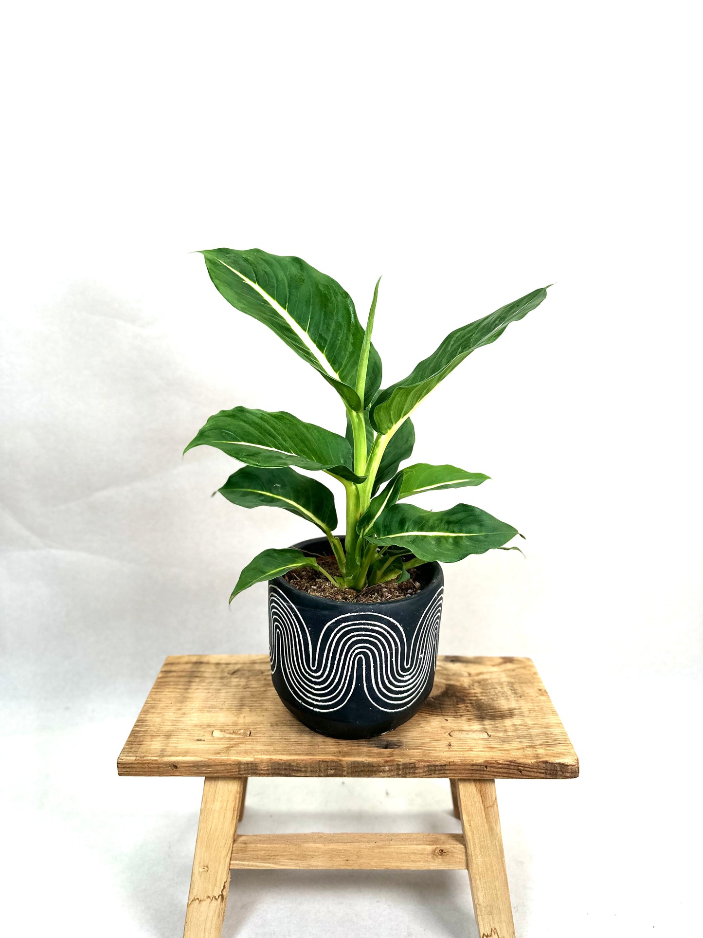 Dieffenbachia Green Magic
