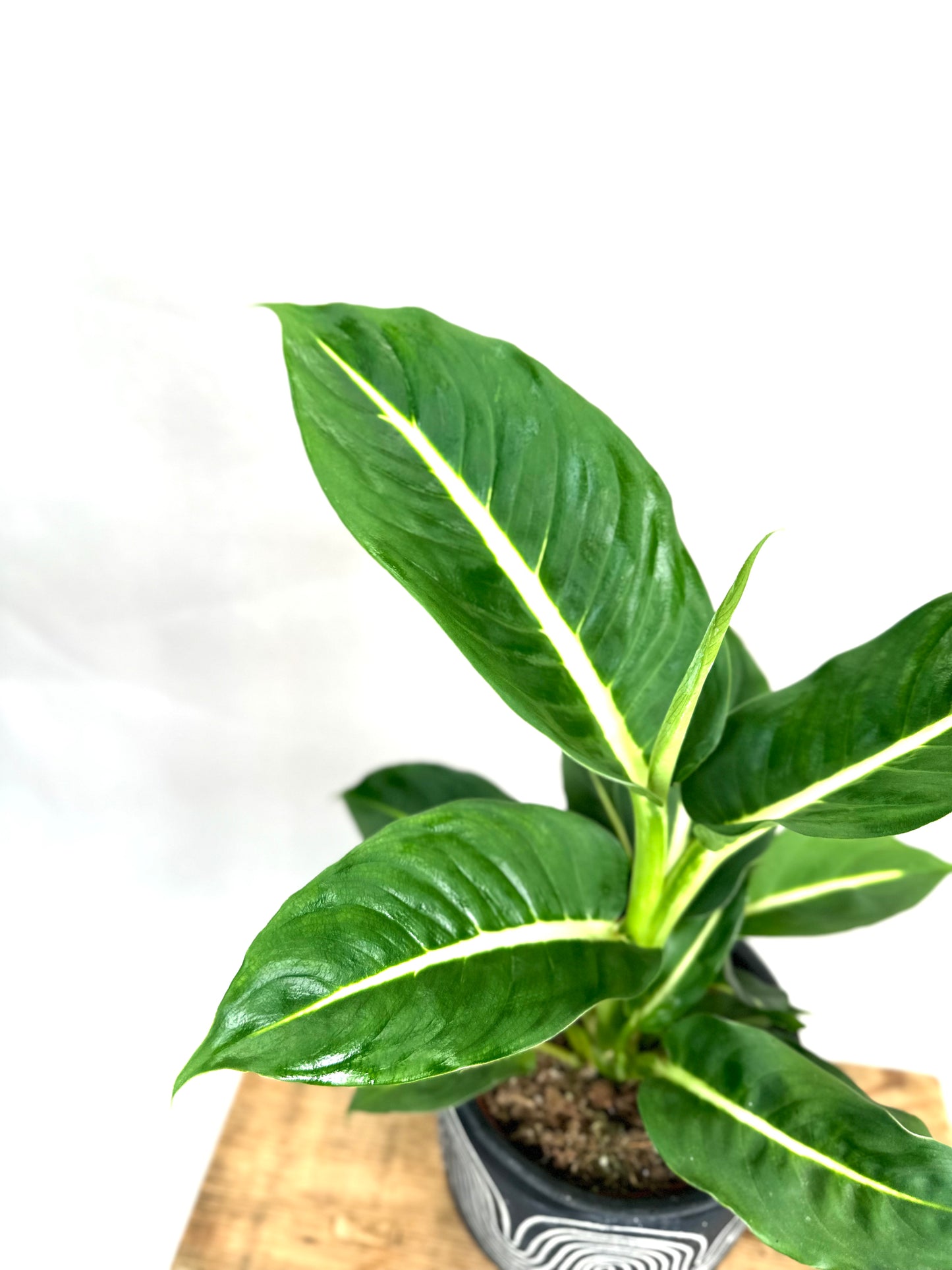 Dieffenbachia Green Magic