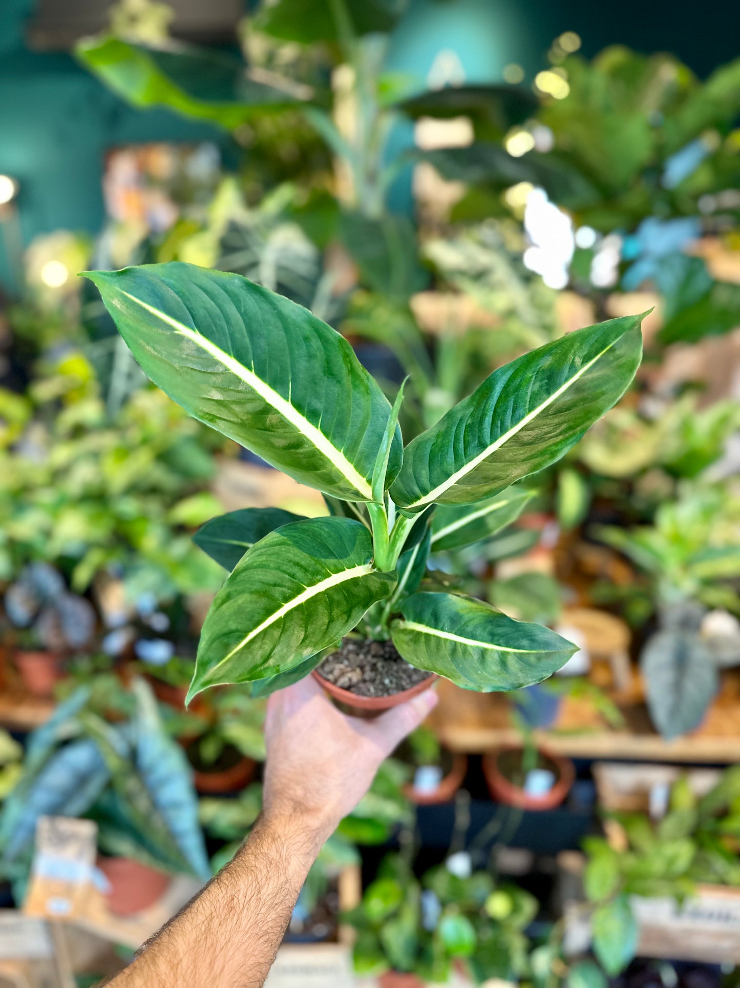 Dieffenbachia Green Magic