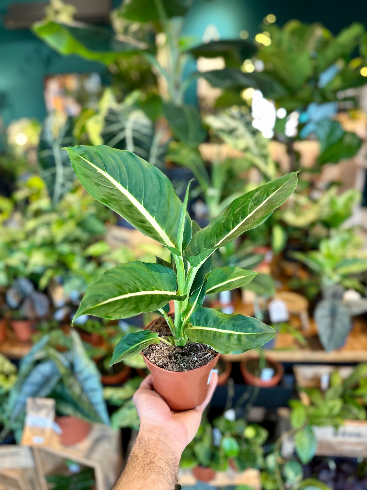 Dieffenbachia Green Magic