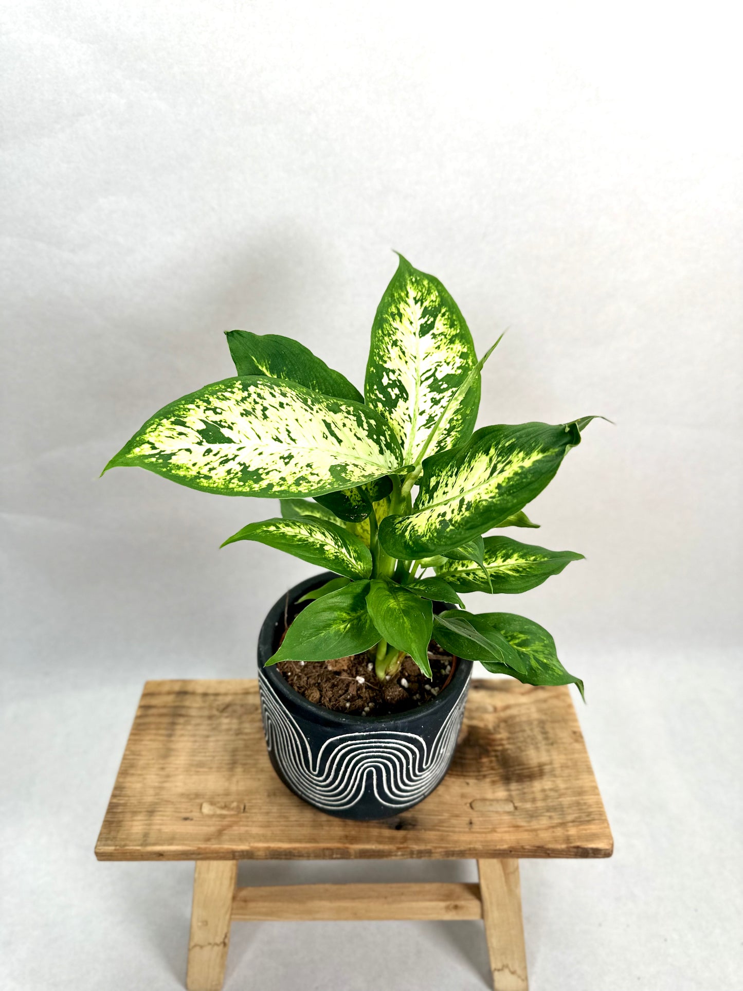 Dieffenbachia Compacta