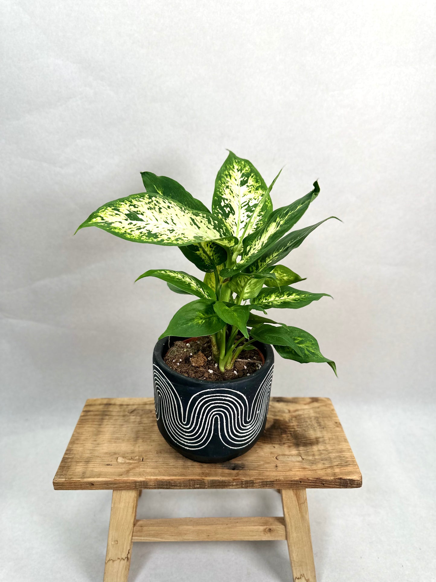 Dieffenbachia Compacta