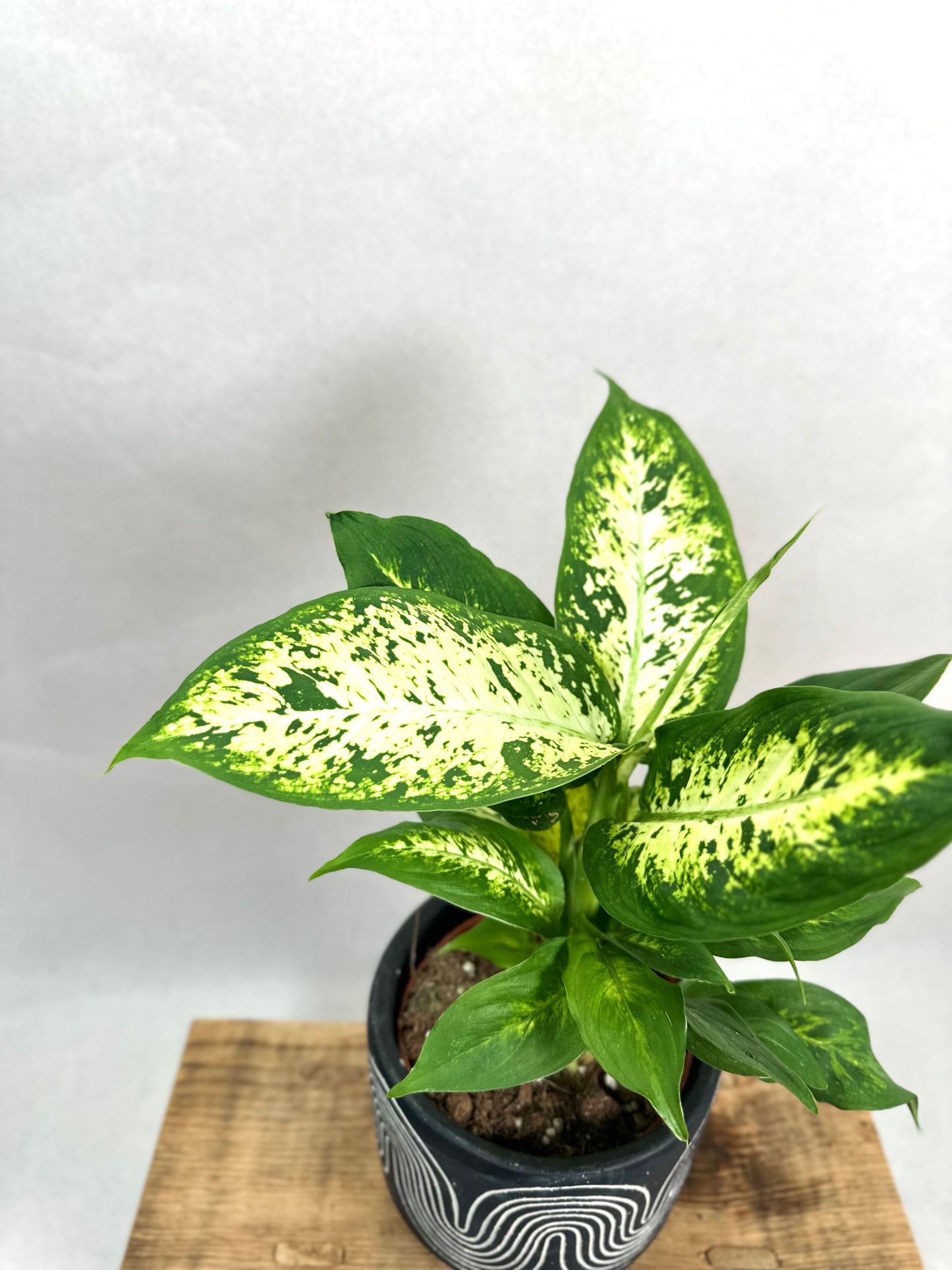 Dieffenbachia Compacta