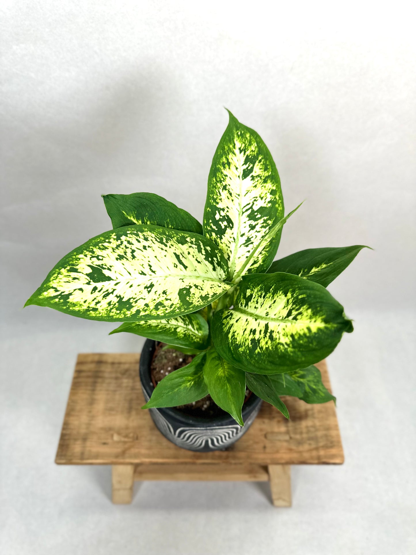 Dieffenbachia Compacta