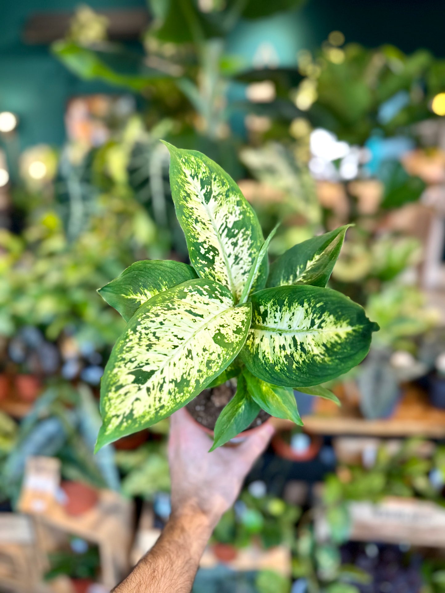 Dieffenbachia Compacta