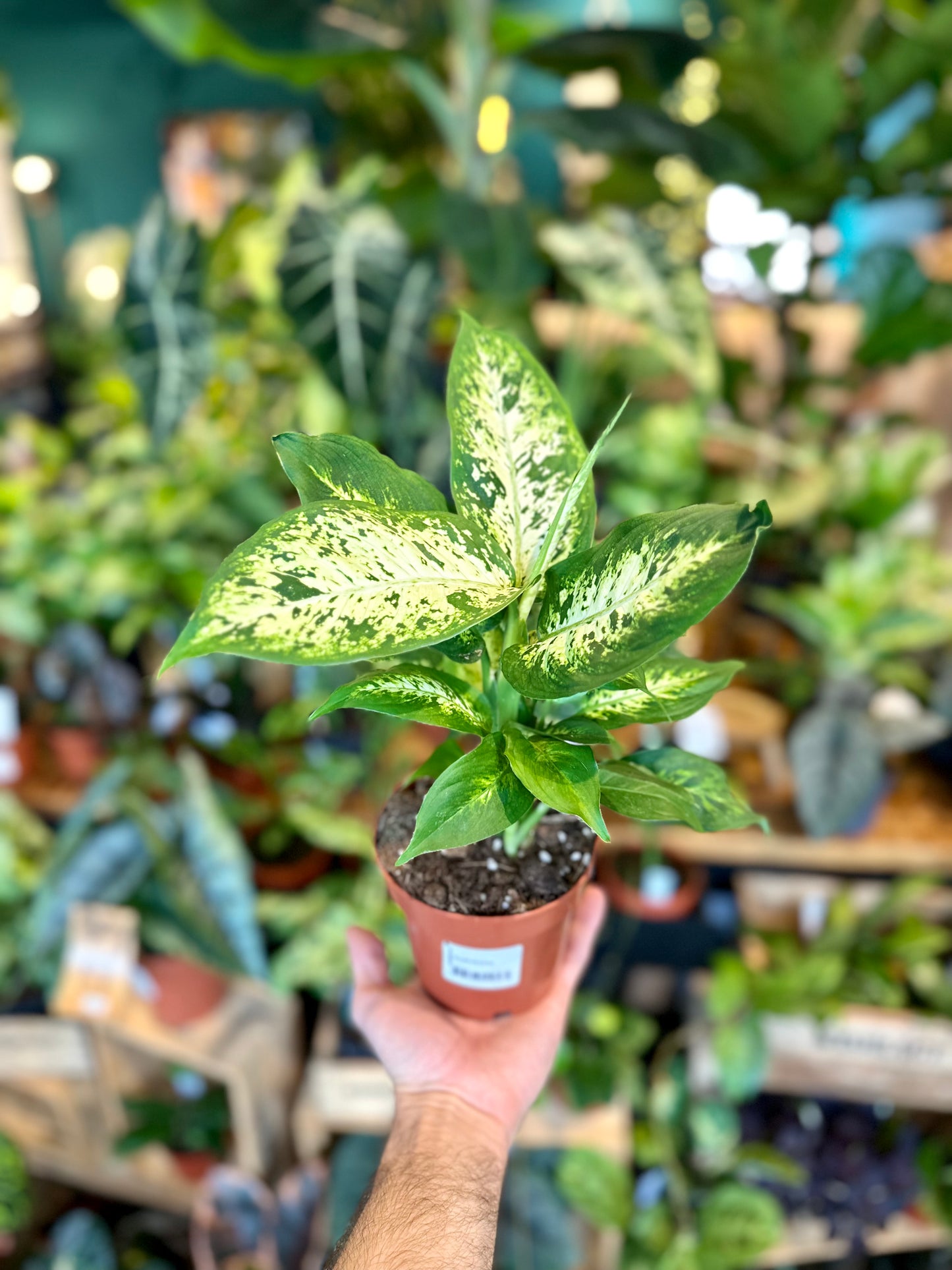 Dieffenbachia Compacta