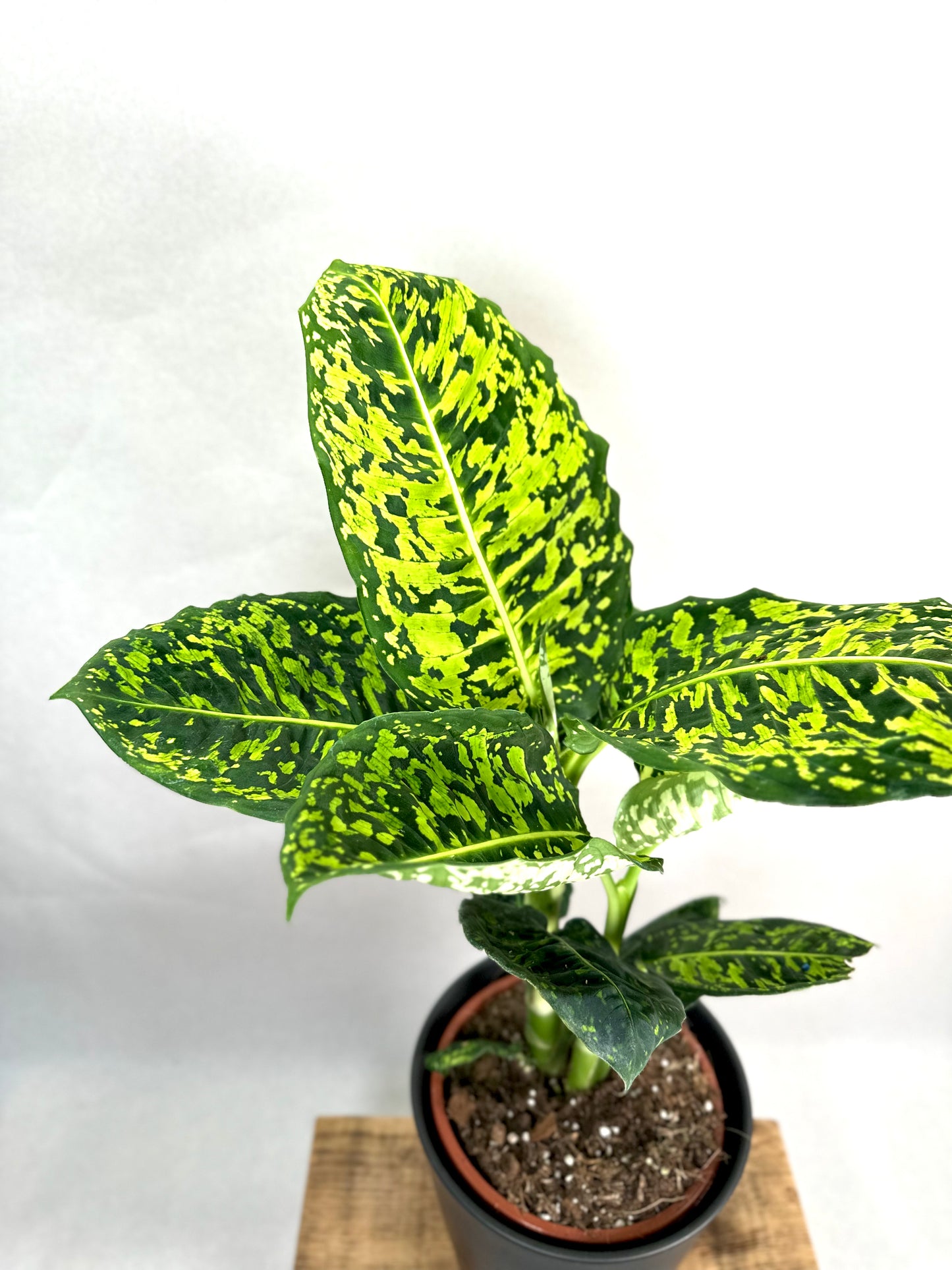 Dieffenbachia Reflector - Taille L