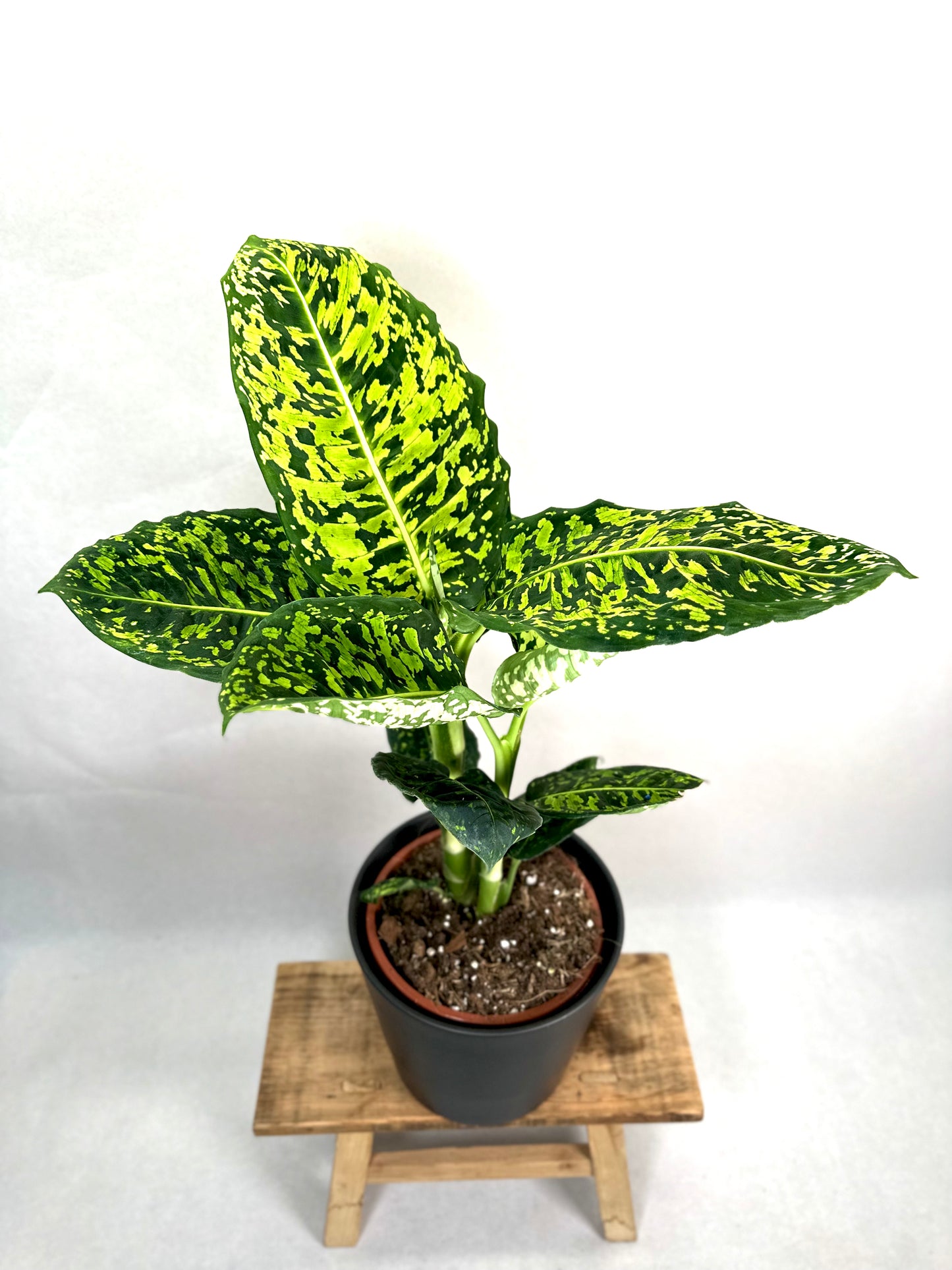 Dieffenbachia Reflector - Taille L