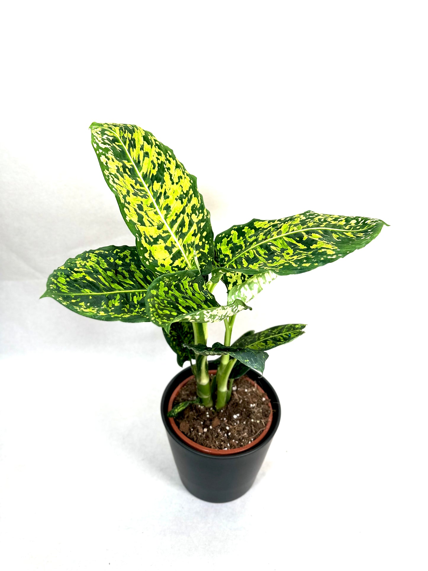 Dieffenbachia Reflector - Taille L