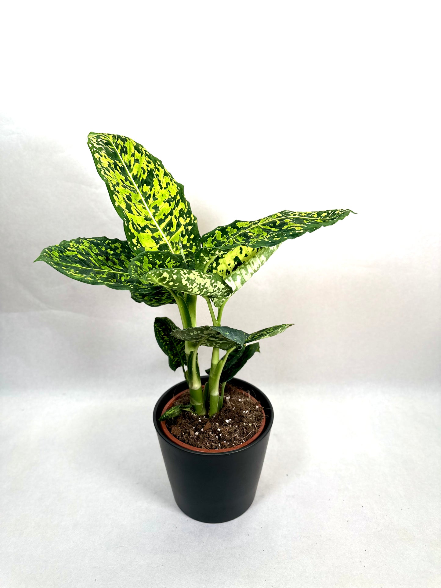 Dieffenbachia Reflector - Taille L