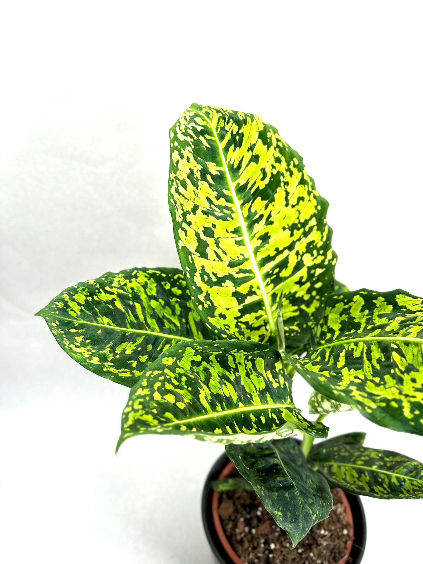 Dieffenbachia Reflector - Taille L