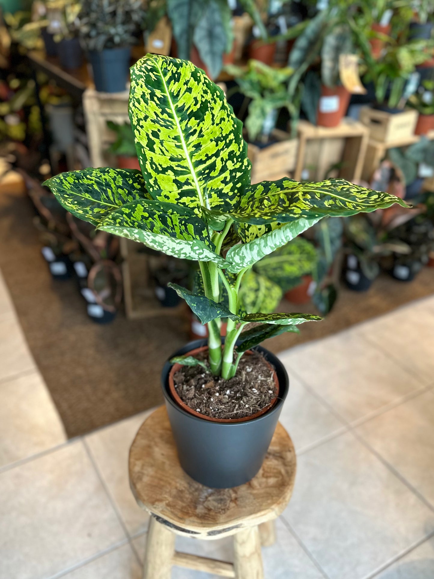 Dieffenbachia Reflector - Taille L