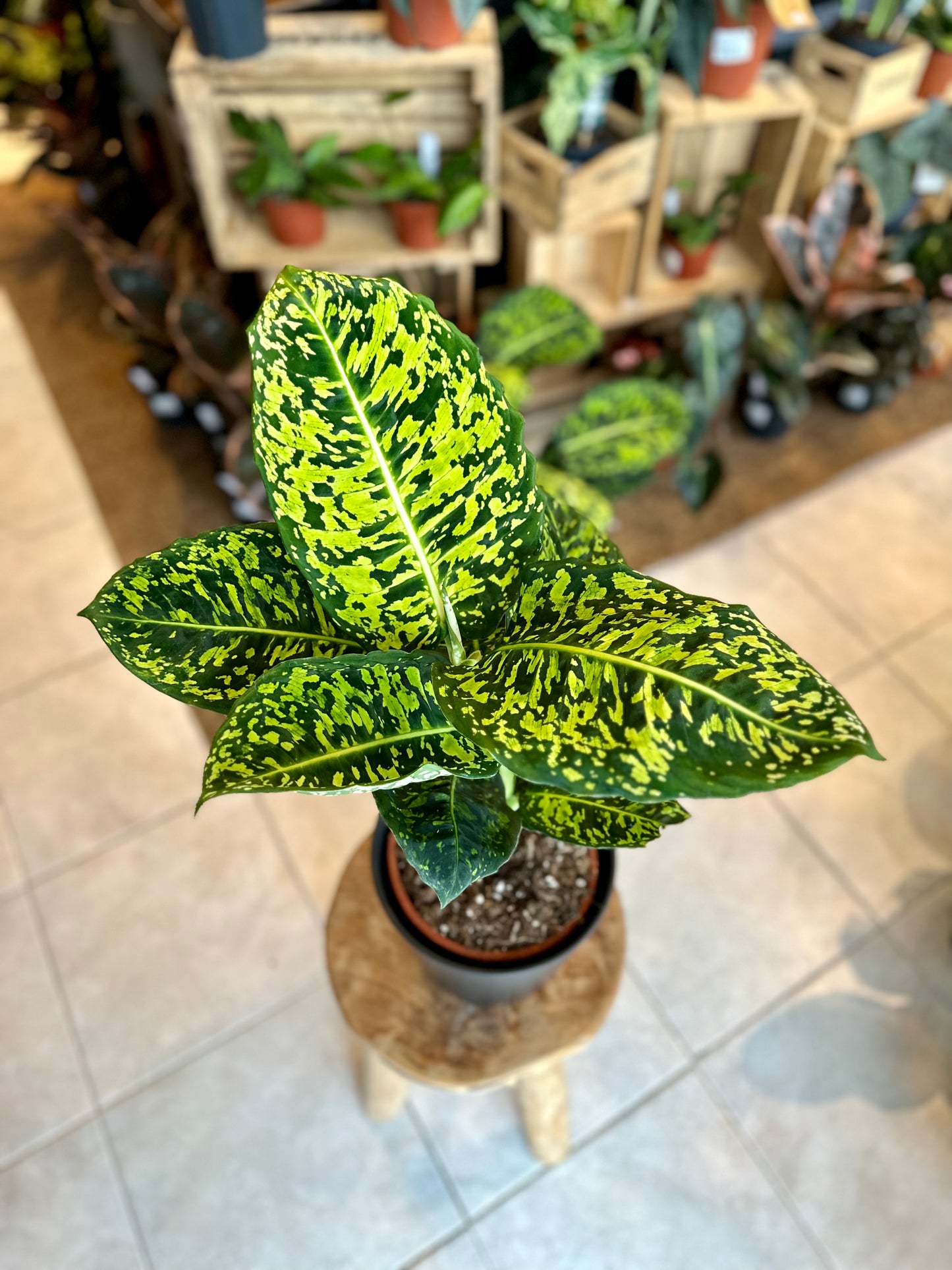 Dieffenbachia Reflector - Taille L