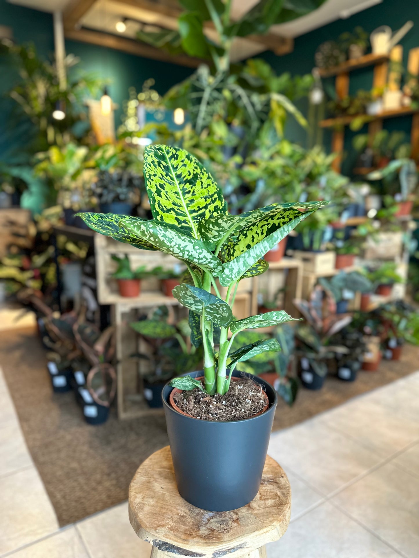 Dieffenbachia Reflector - Taille L