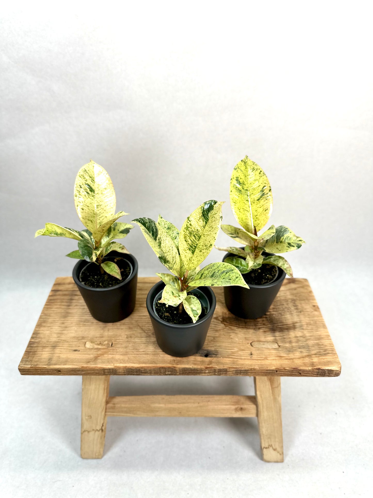 Ficus Shivereana Moonshine - Baby plant