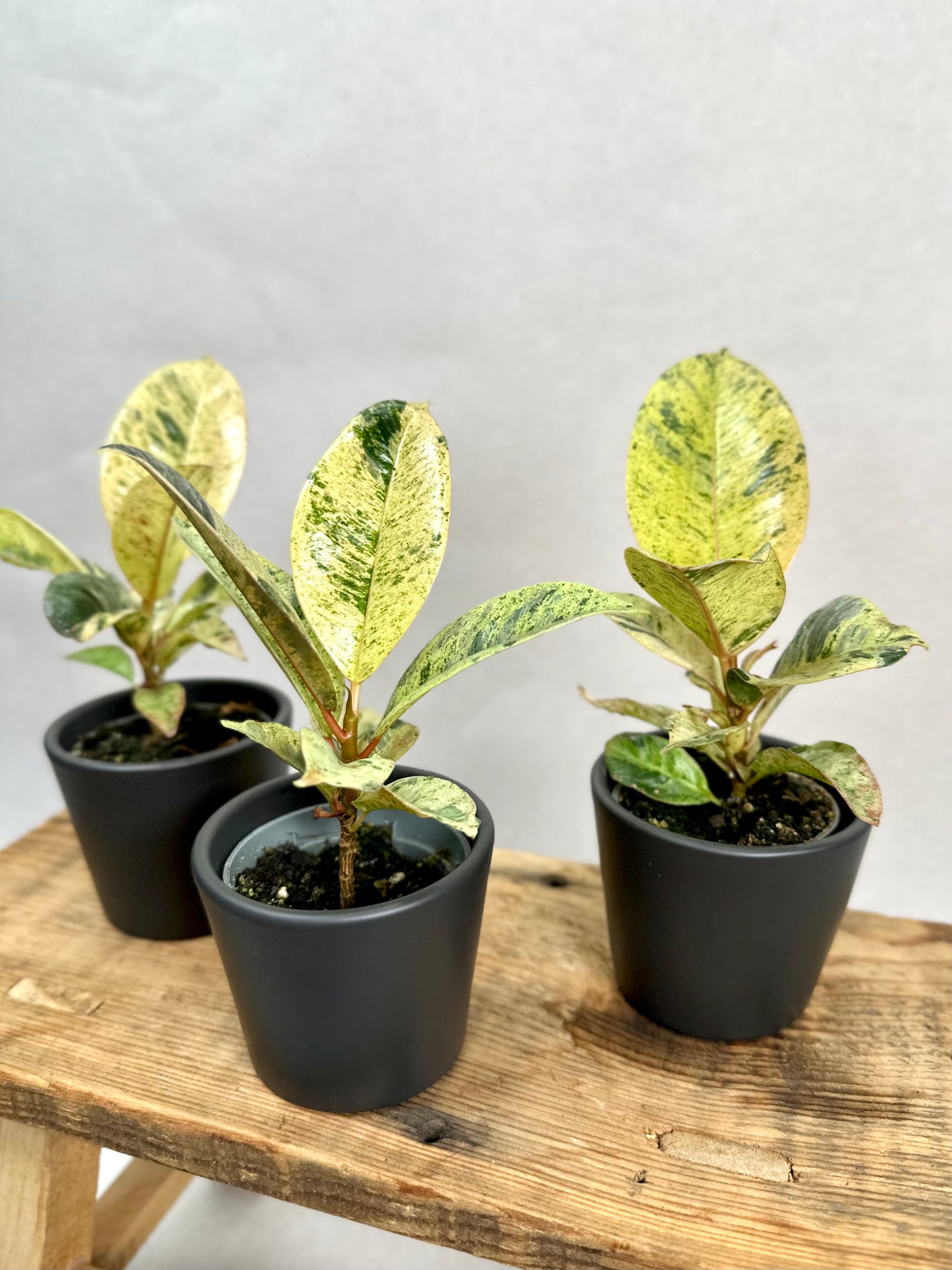 Ficus Shivereana Moonshine - Baby plant