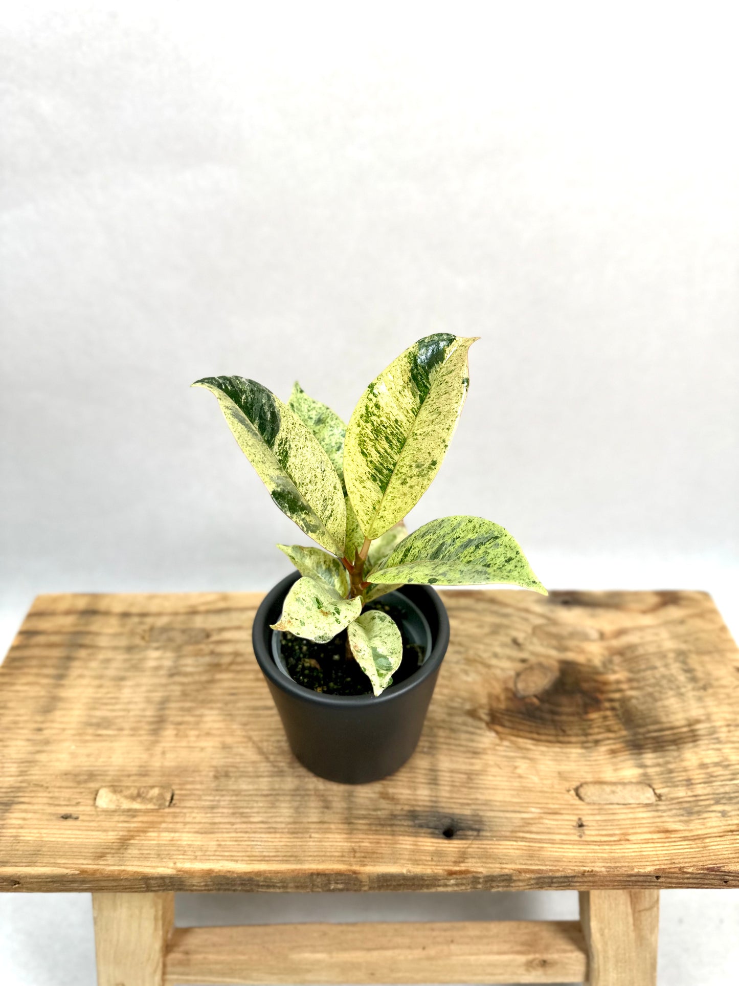 Ficus Shivereana Moonshine - Baby plant