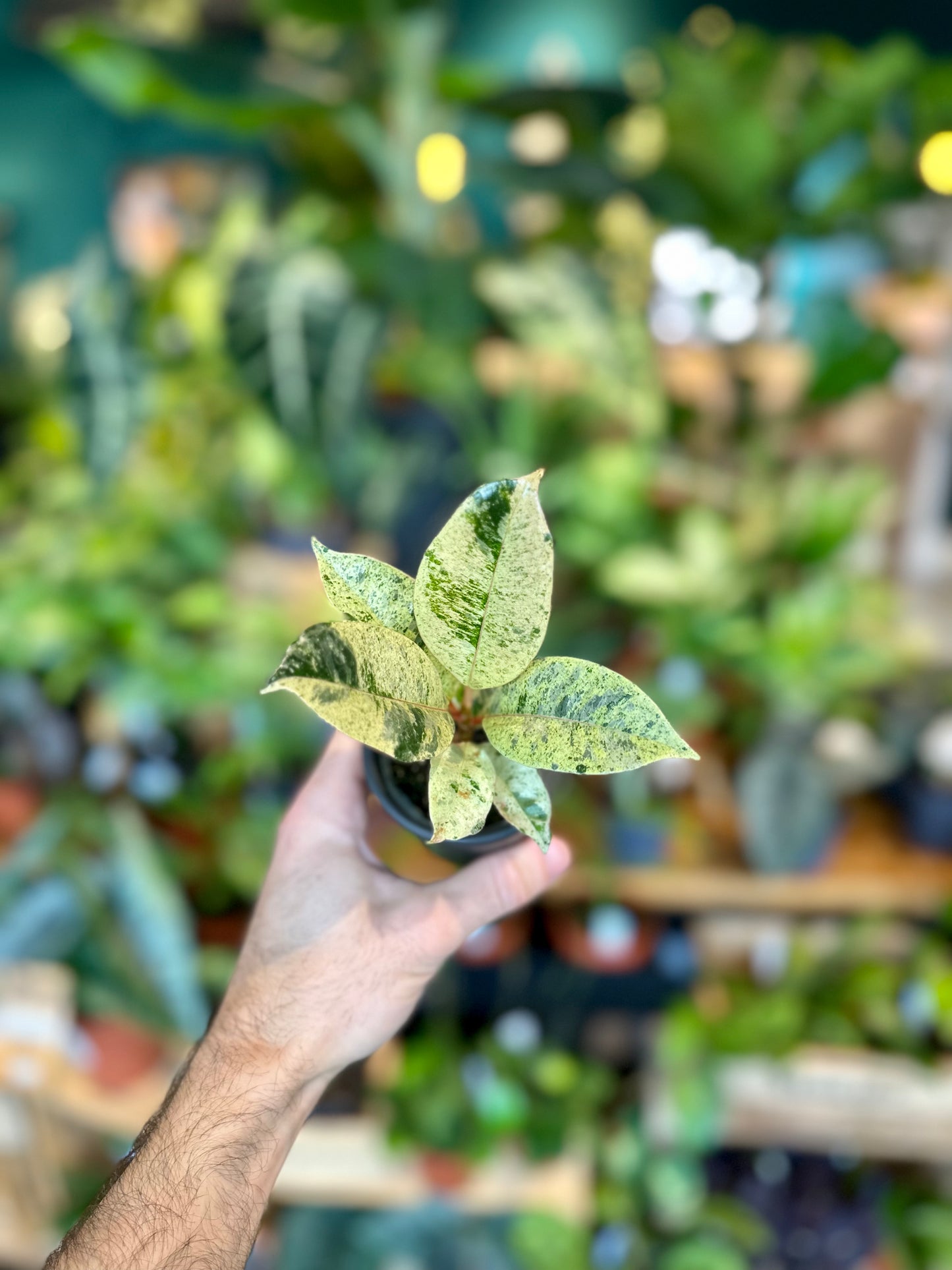 Ficus Shivereana Moonshine - Baby plant