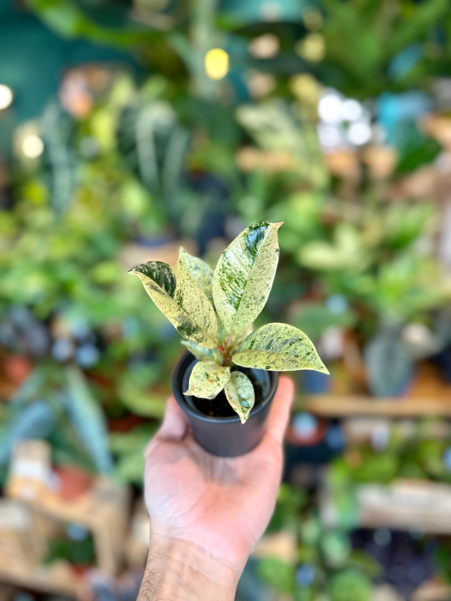 Ficus Shivereana Moonshine - Baby plant