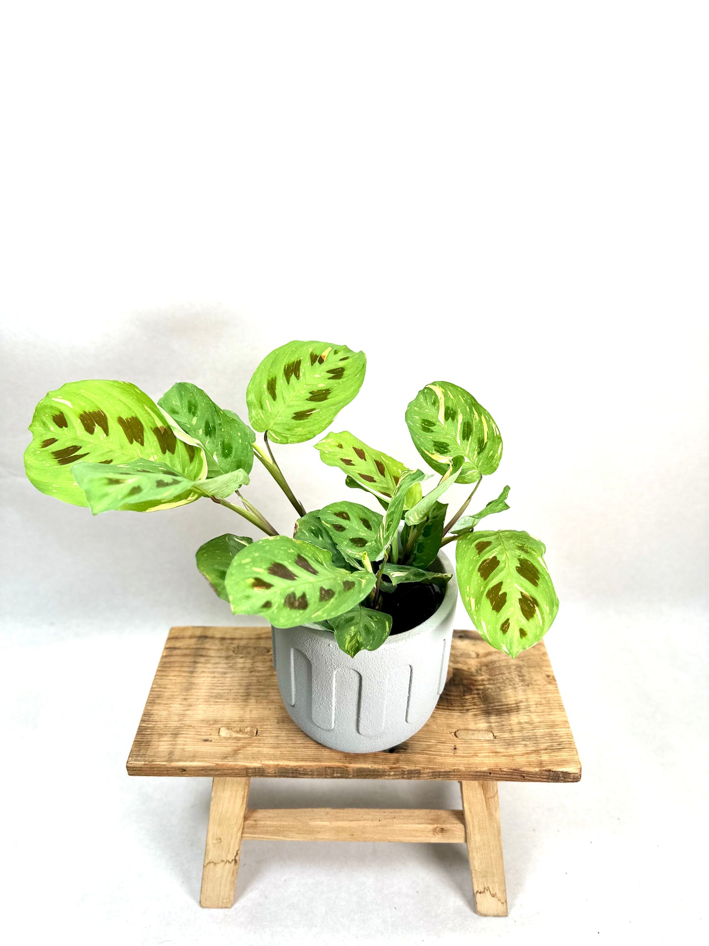 Maranta Leuconeura Kerchoveana variegata