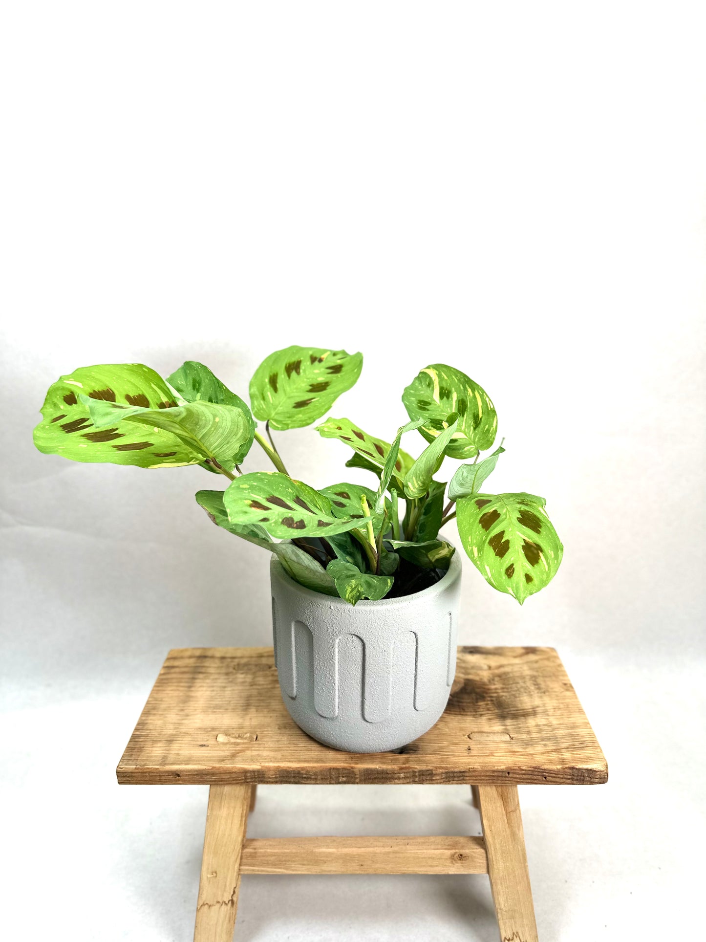 Maranta Leuconeura Kerchoveana variegata