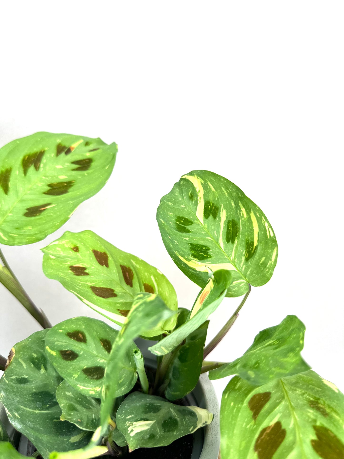 Maranta Leuconeura Kerchoveana variegata