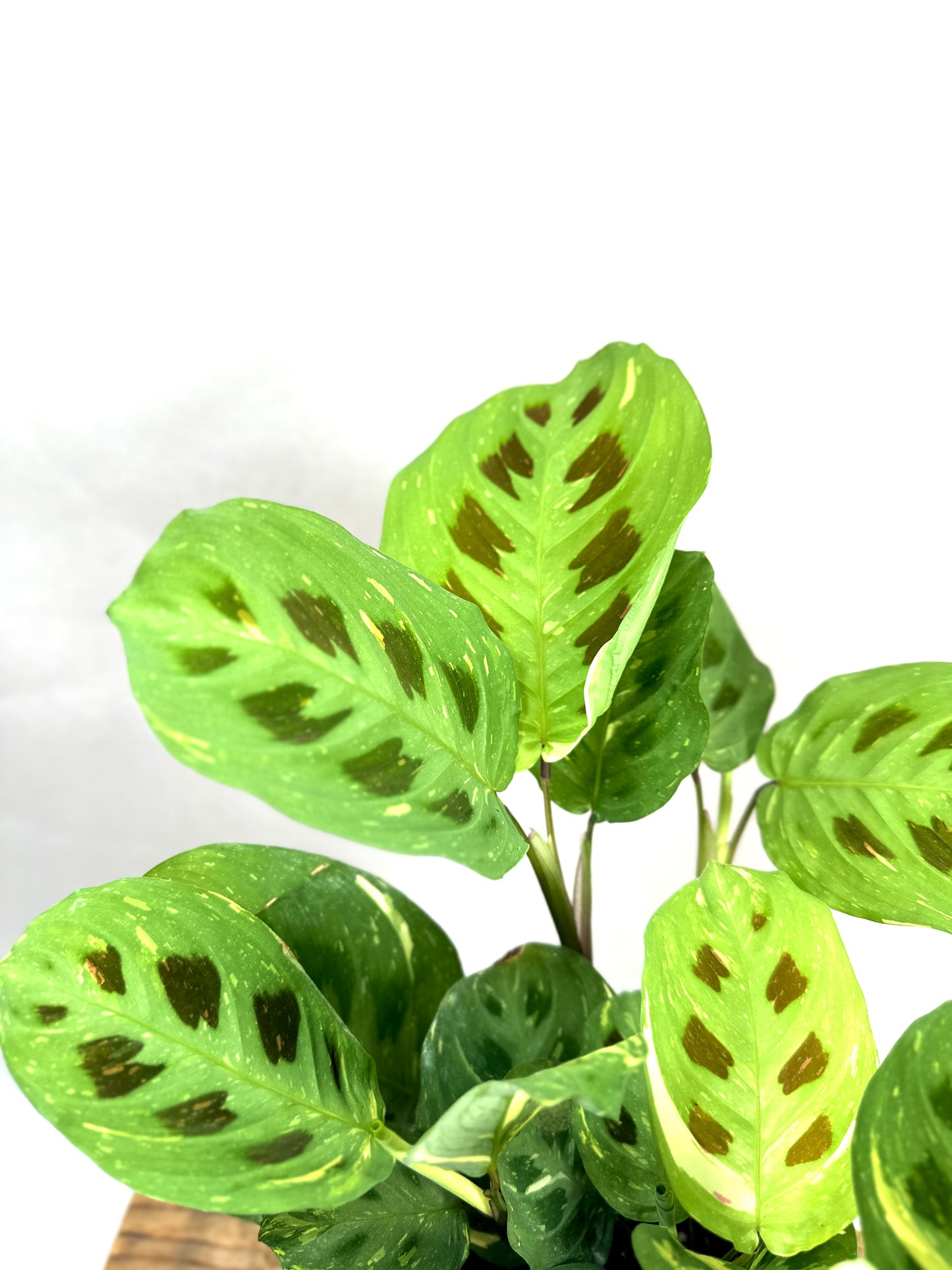 Maranta Leuconeura Kerchoveana variegata