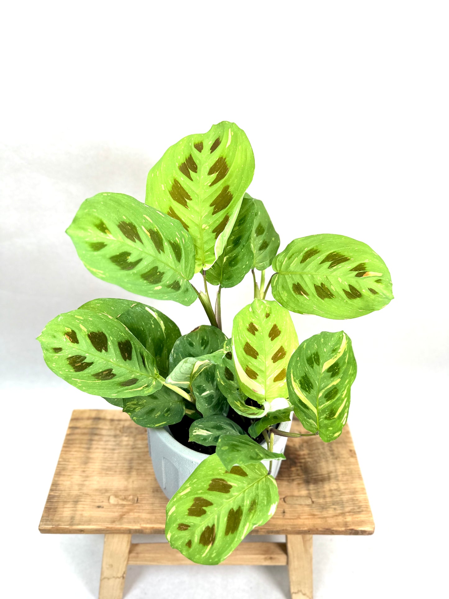 Maranta Leuconeura Kerchoveana variegata