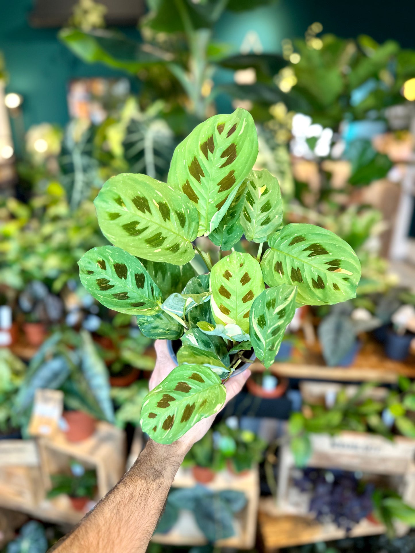 Maranta Leuconeura Kerchoveana variegata