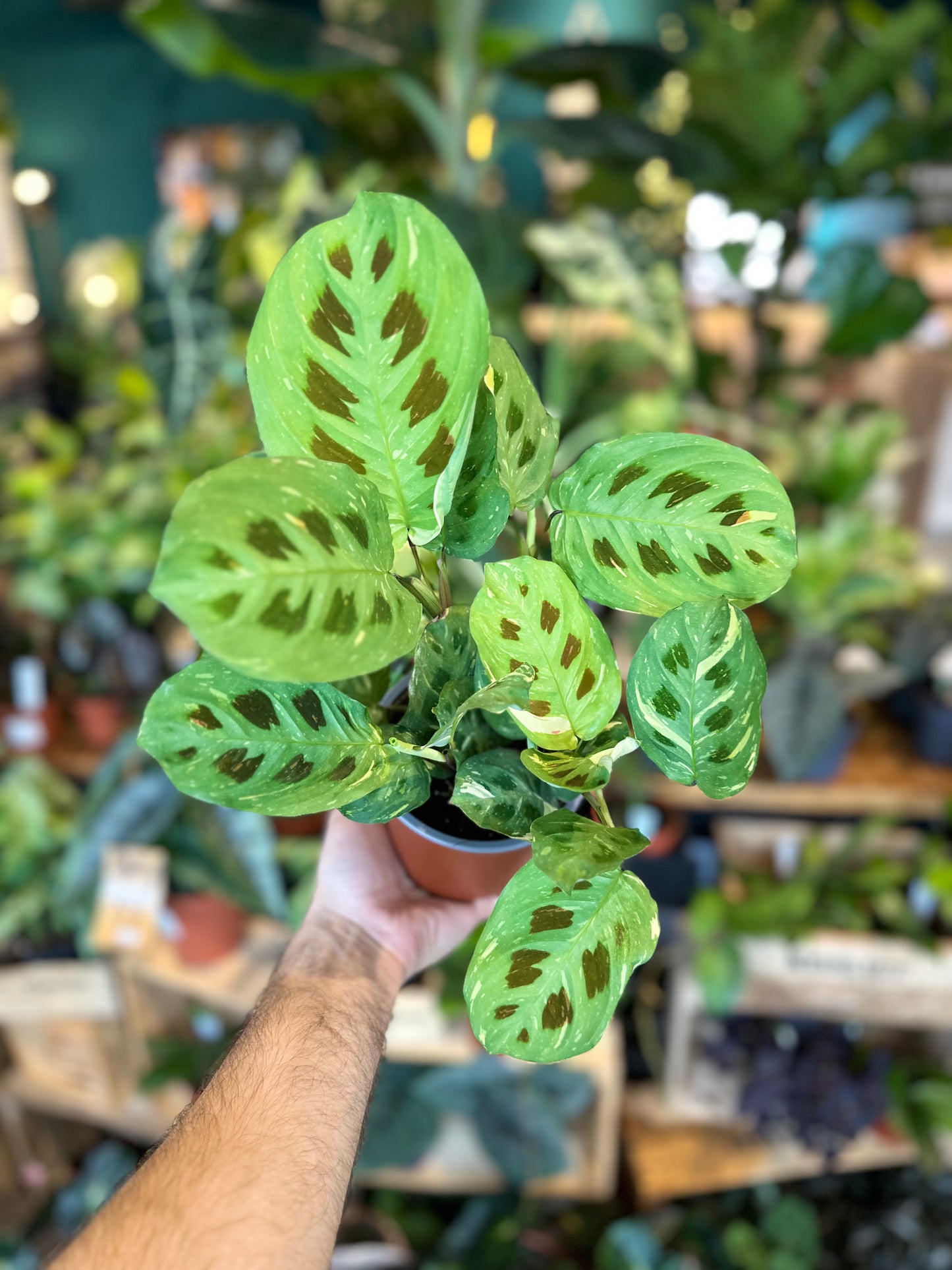 Maranta Leuconeura Kerchoveana variegata