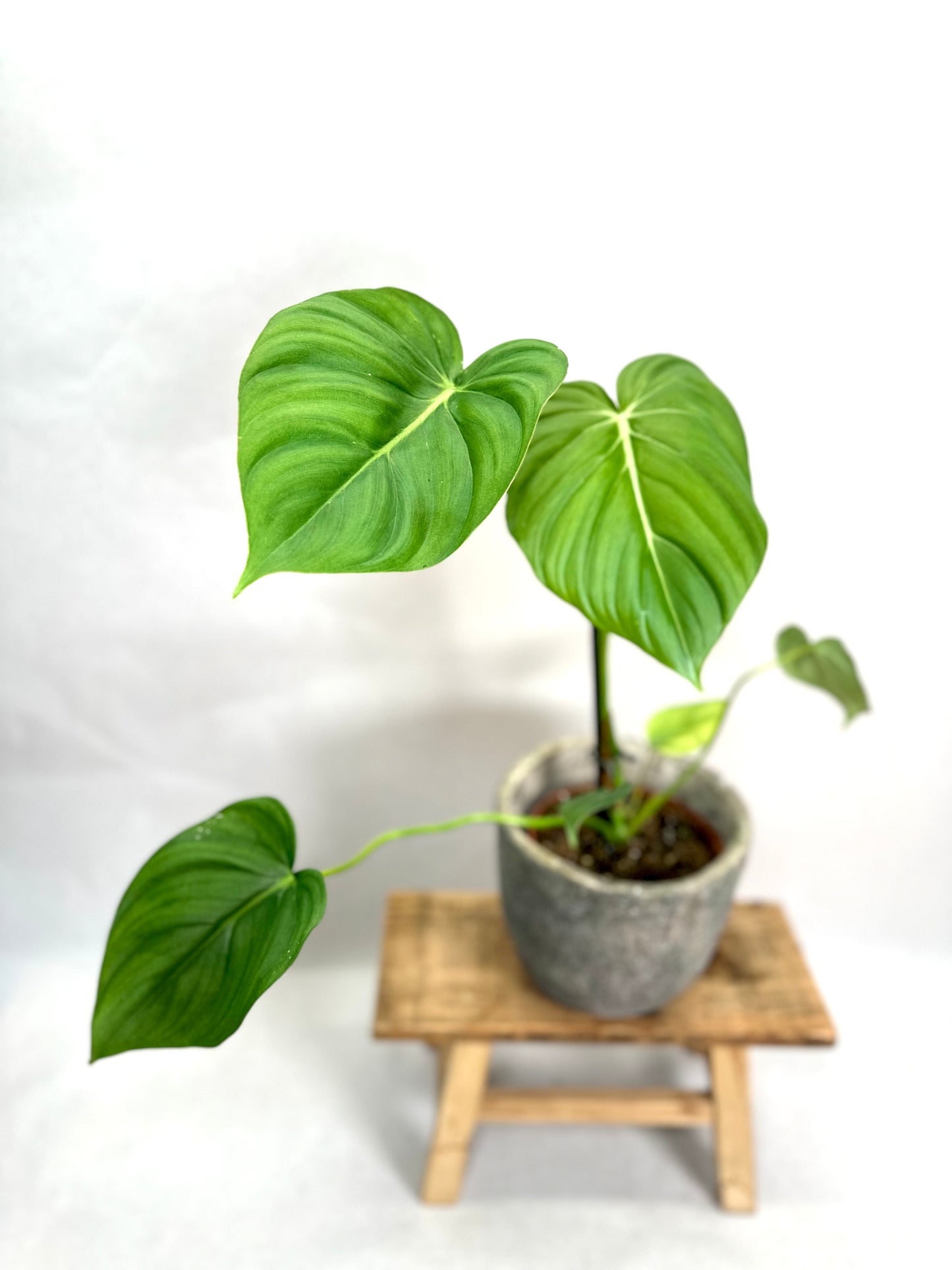 Philodendron McDowell