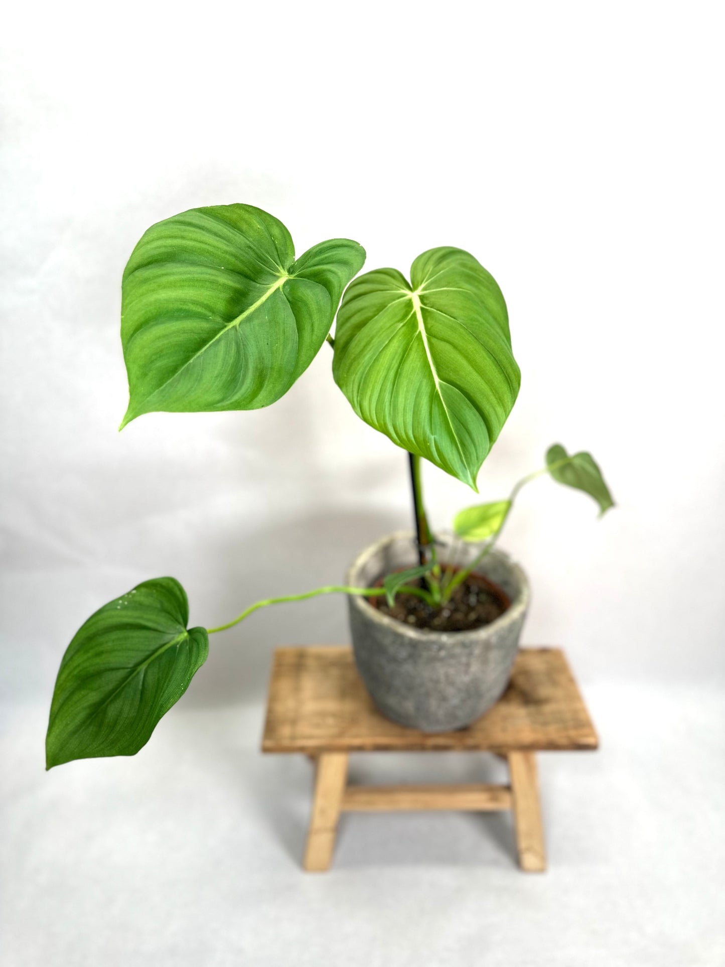 Philodendron McDowell