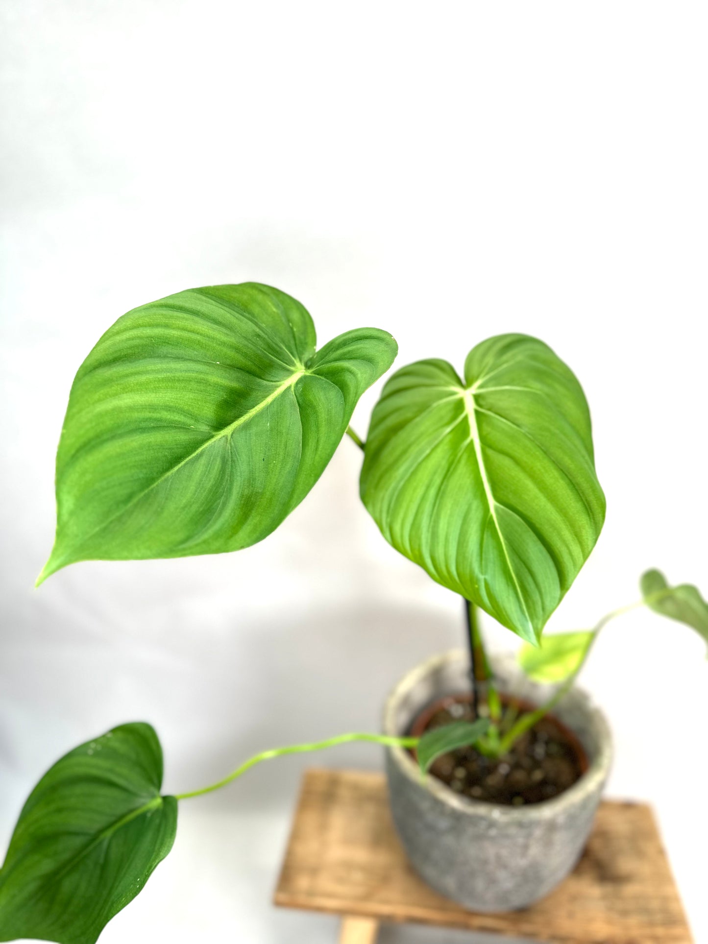 Philodendron McDowell
