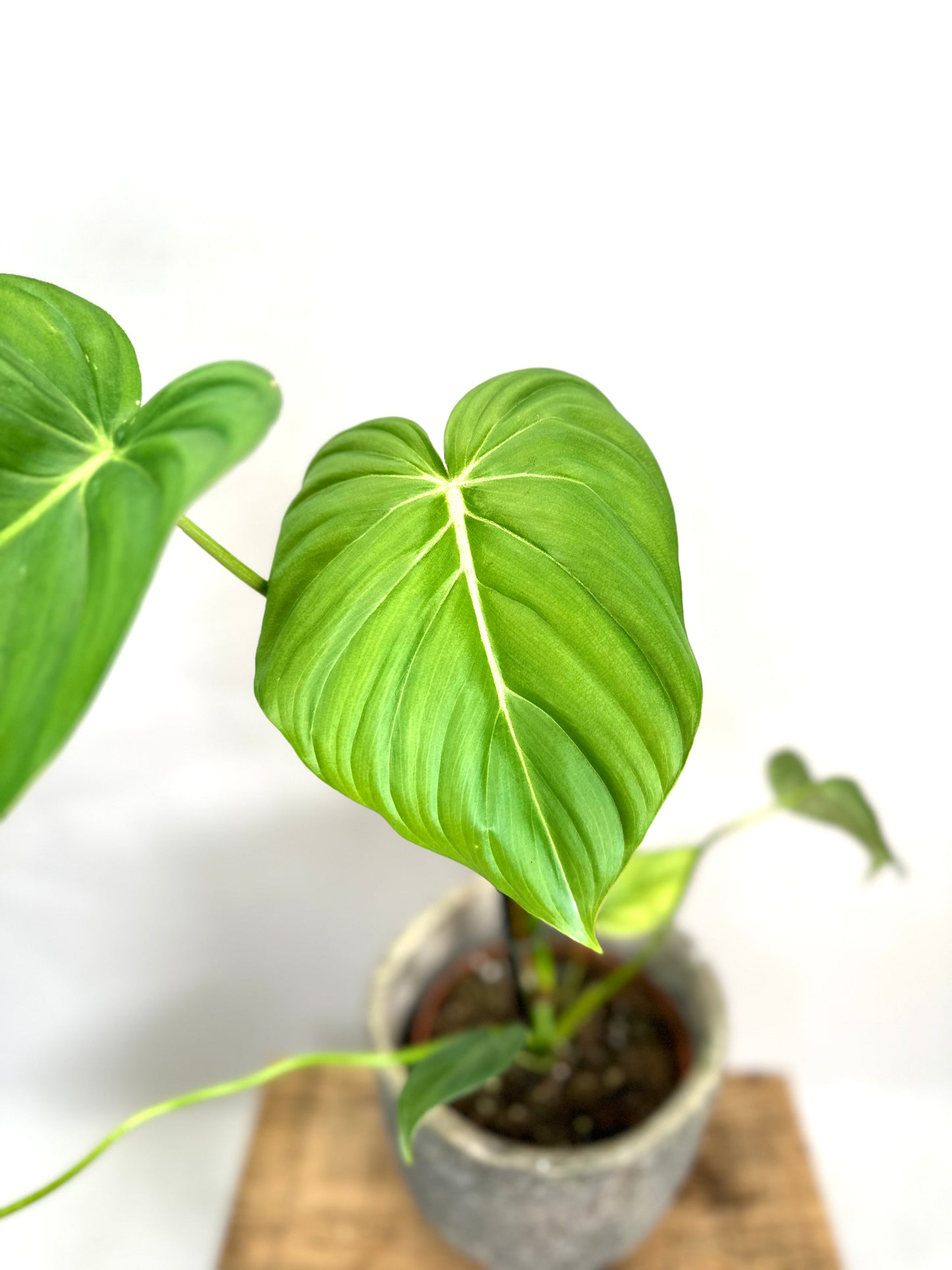 Philodendron McDowell