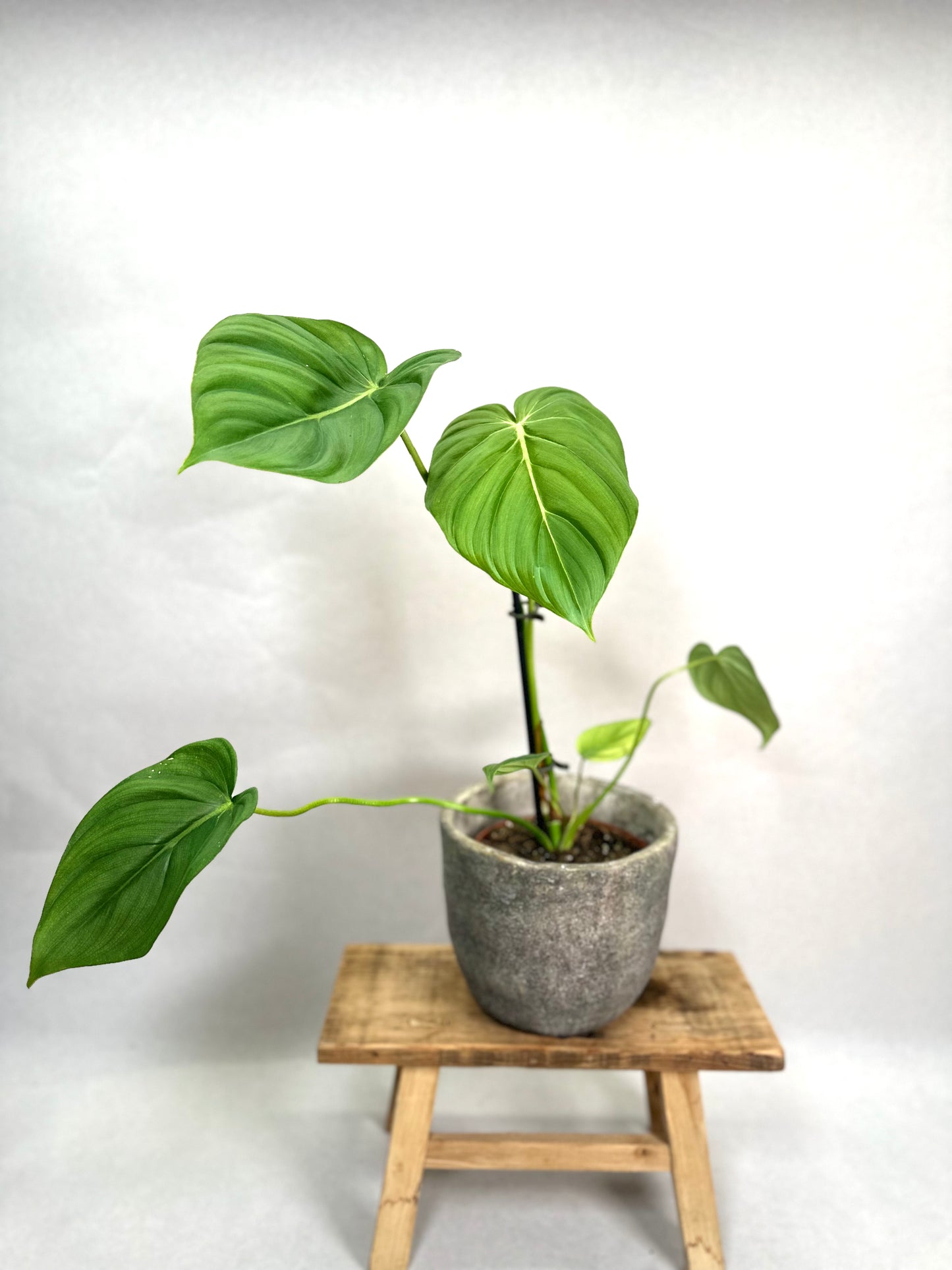 Philodendron McDowell