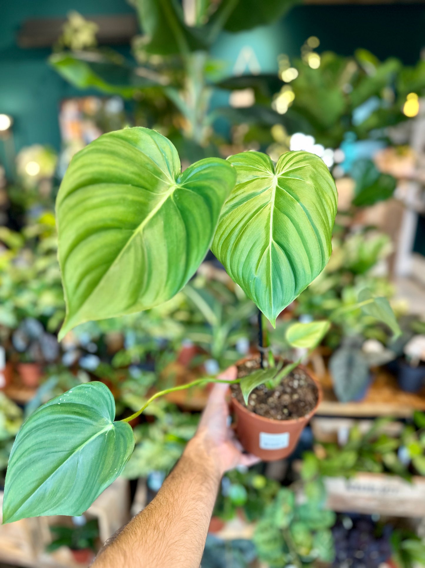 Philodendron McDowell