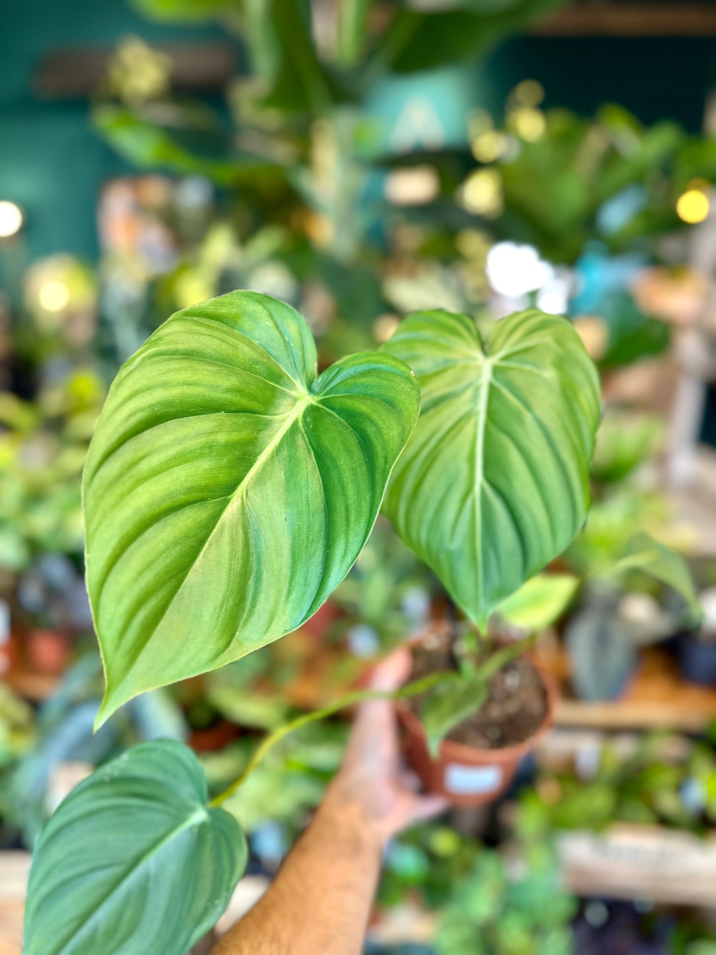Philodendron McDowell