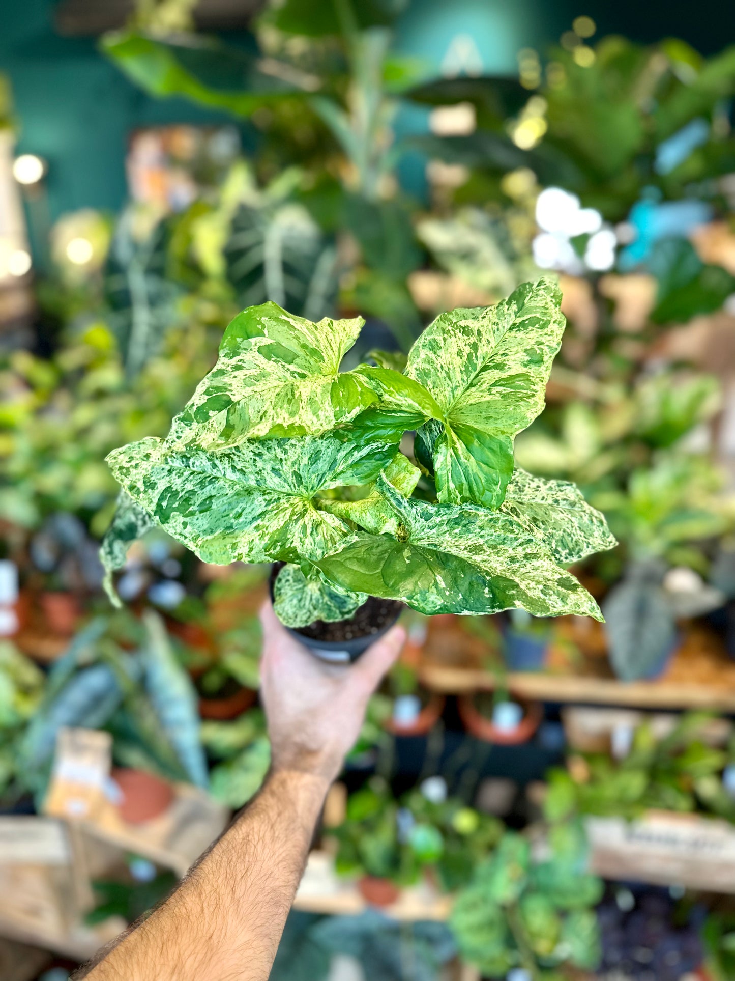 Syngonium Mottled Mojito