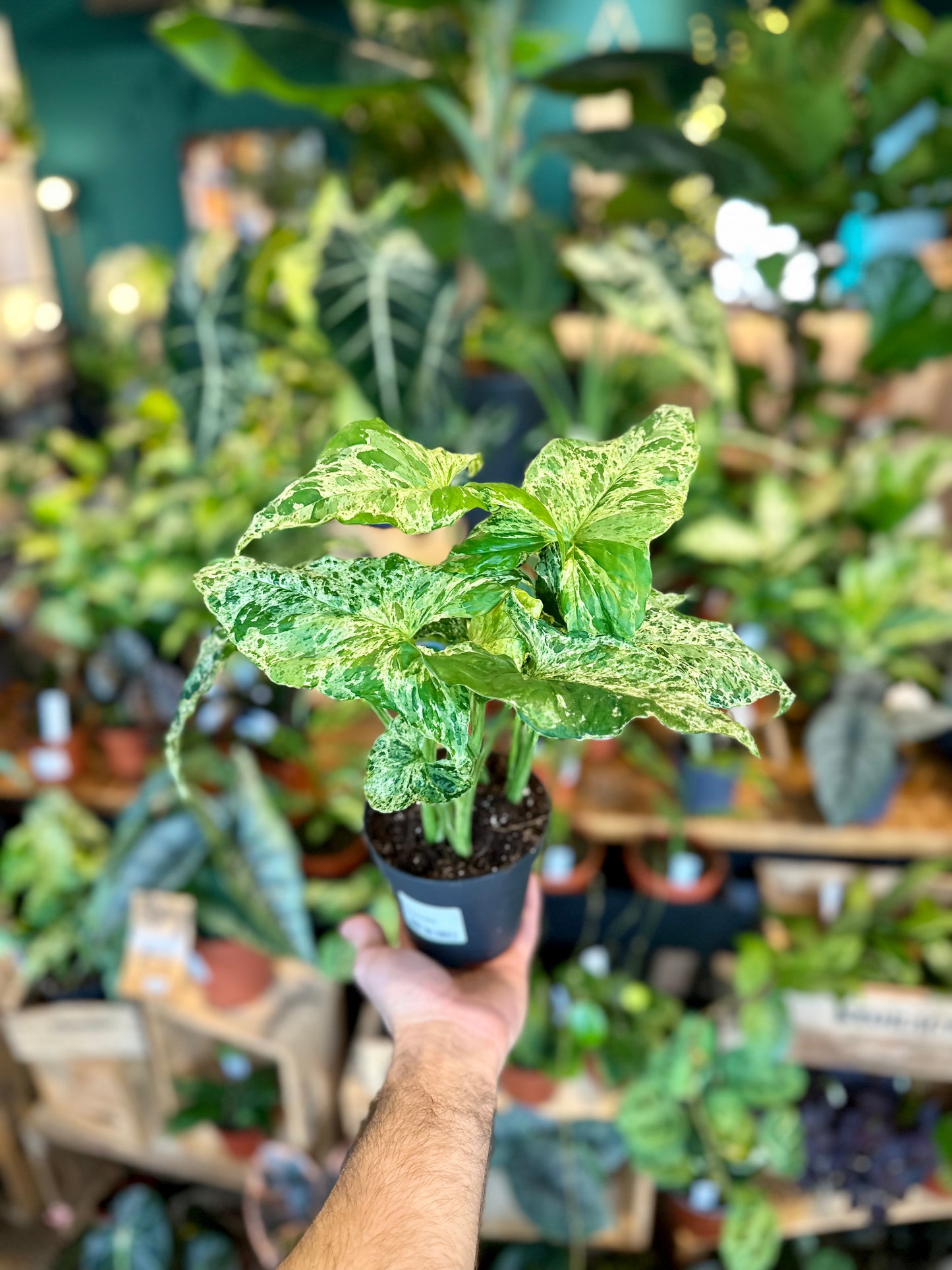 Syngonium Mottled Mojito