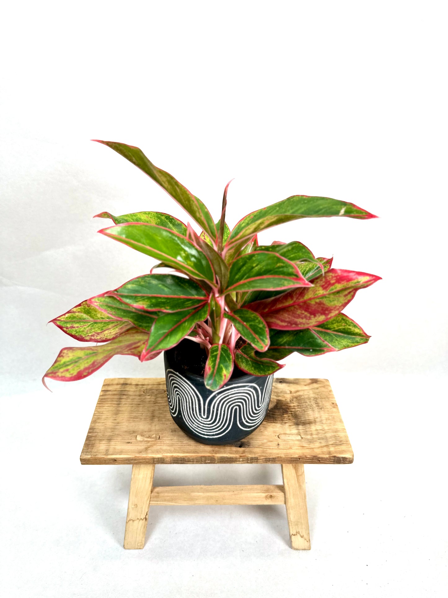 Aglaonema Crete Flame