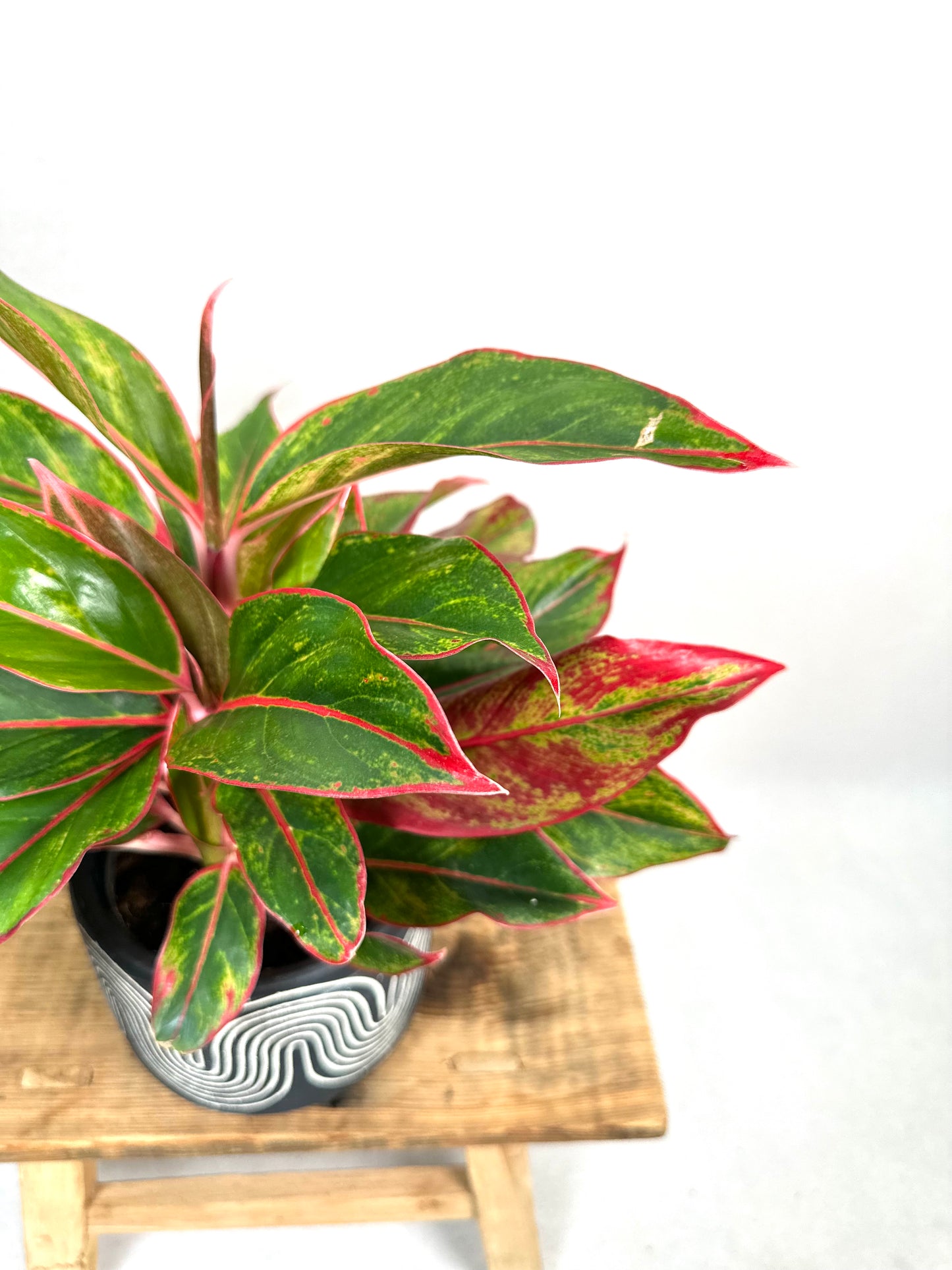 Aglaonema Crete Flame