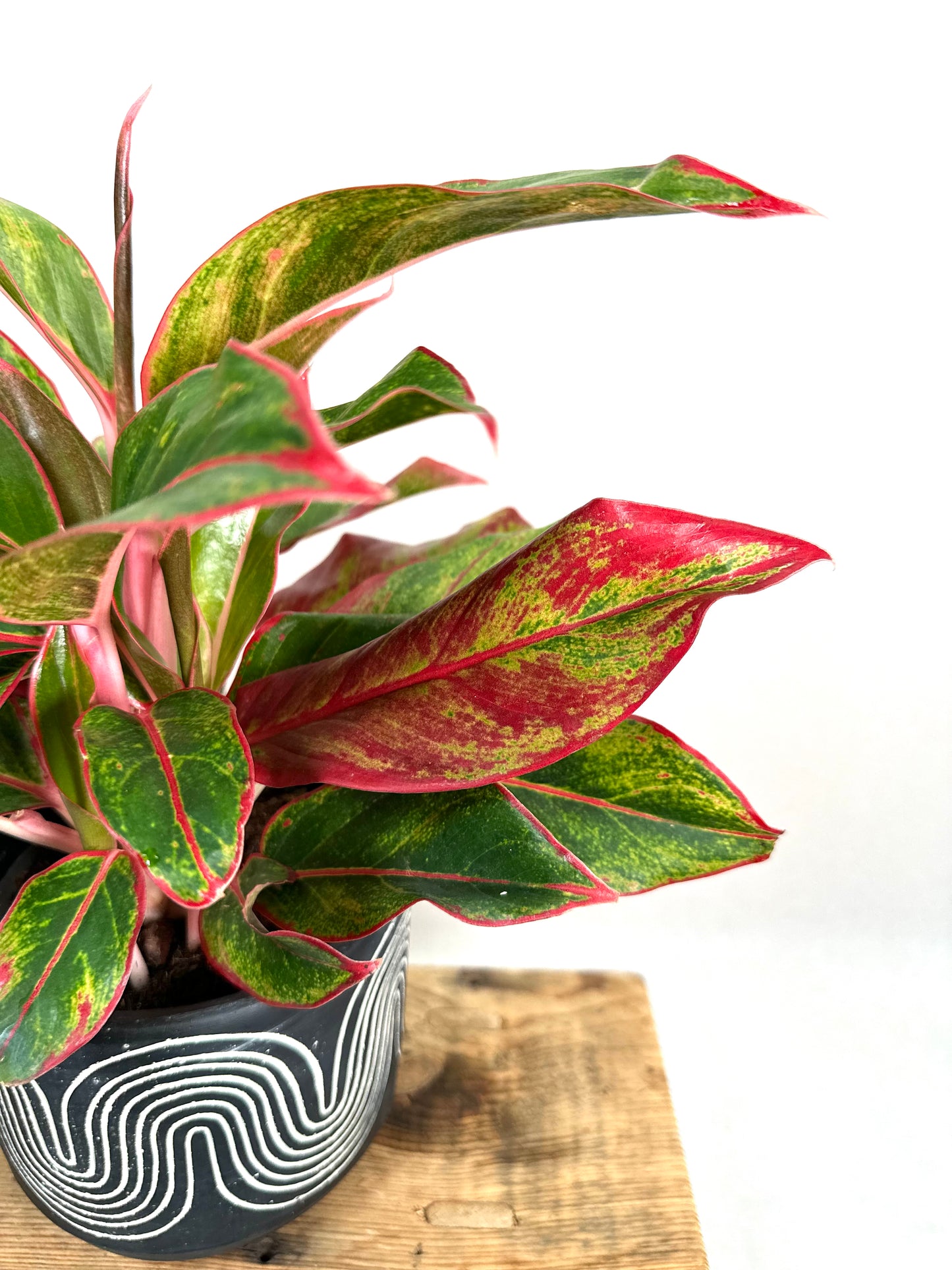 Aglaonema Crete Flame