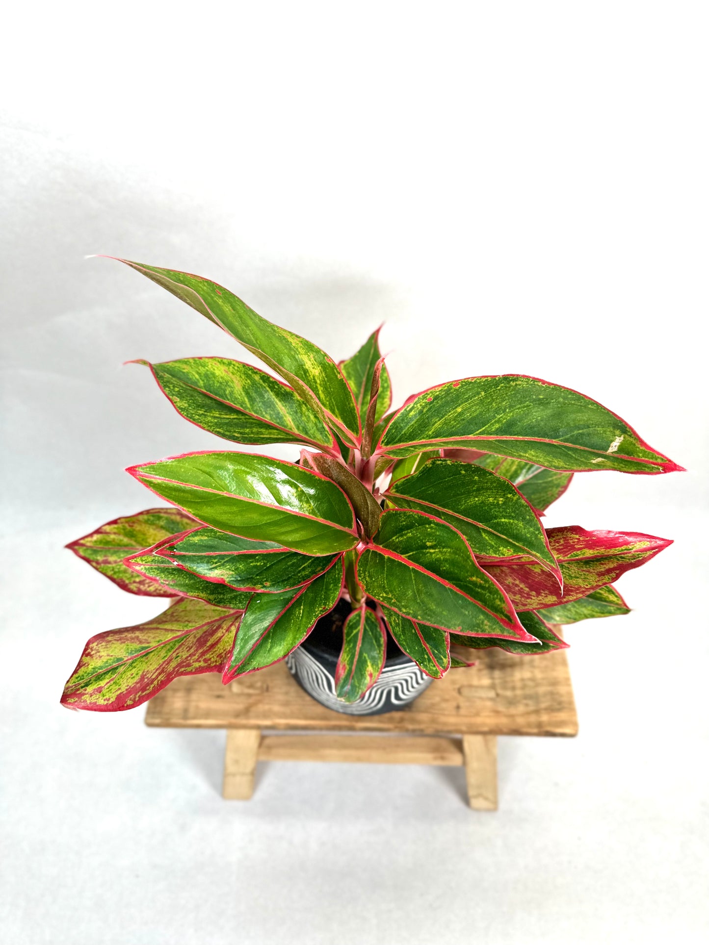 Aglaonema Crete Flame
