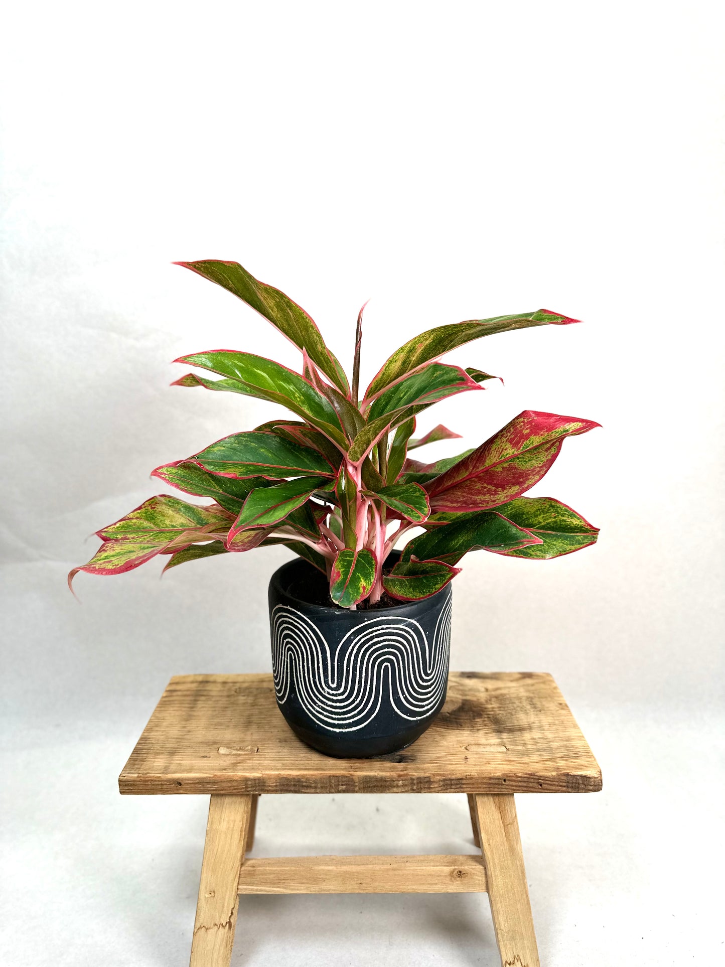 Aglaonema Crete Flame