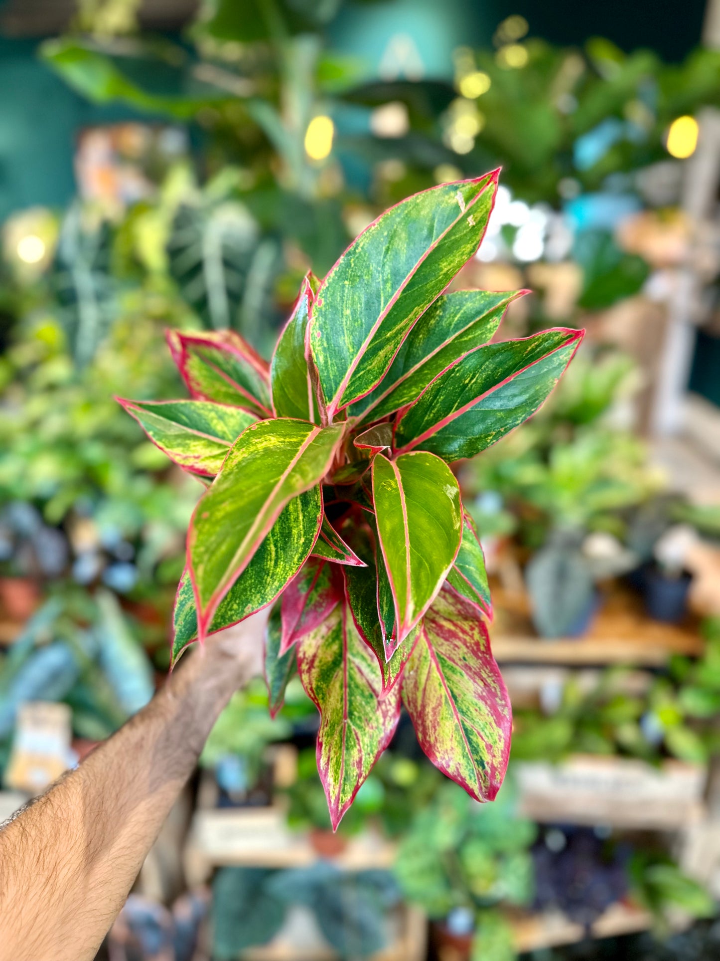 Aglaonema Crete Flame