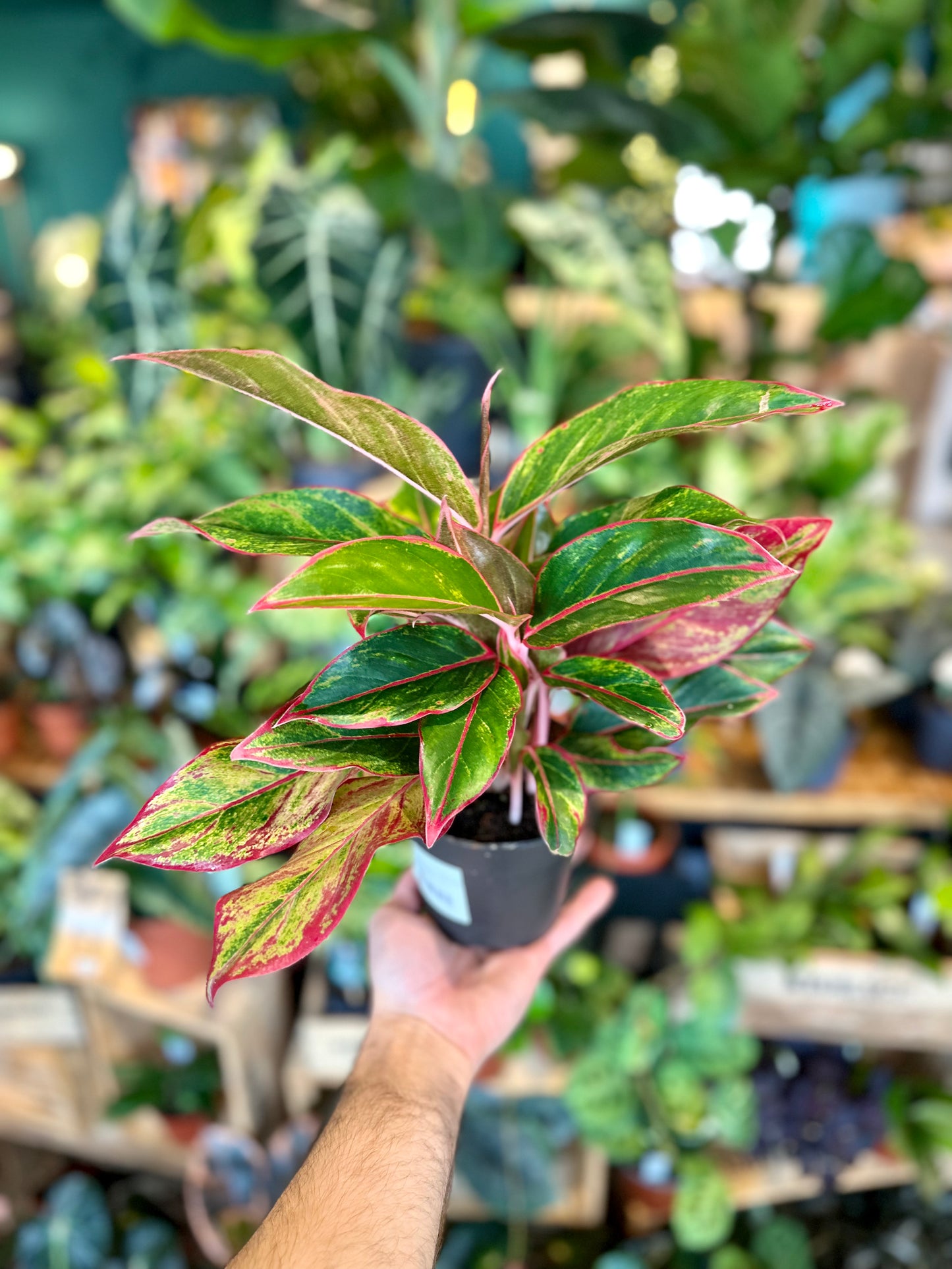 Aglaonema Crete Flame