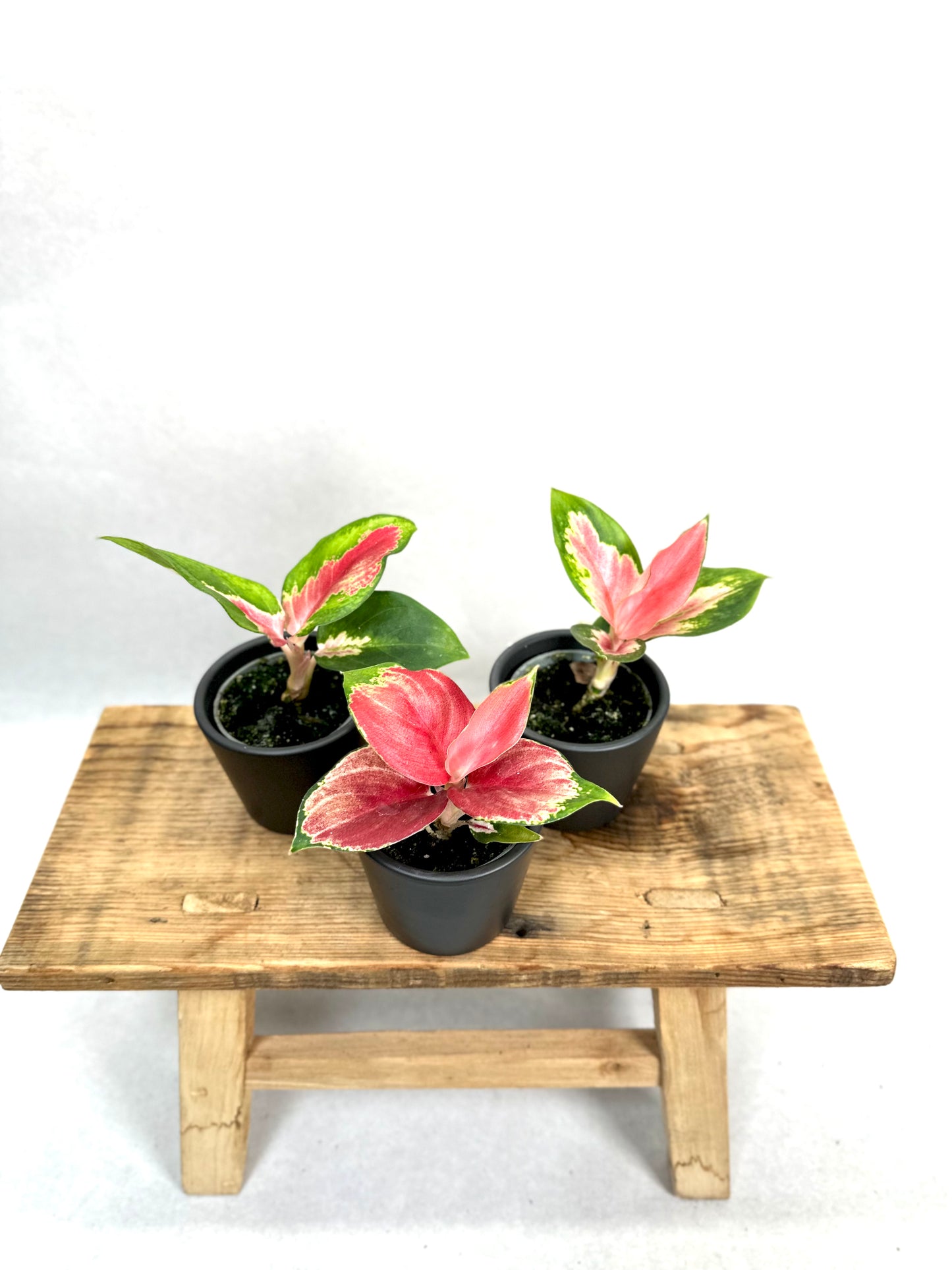 Aglaonema Red Dragon - Baby plant