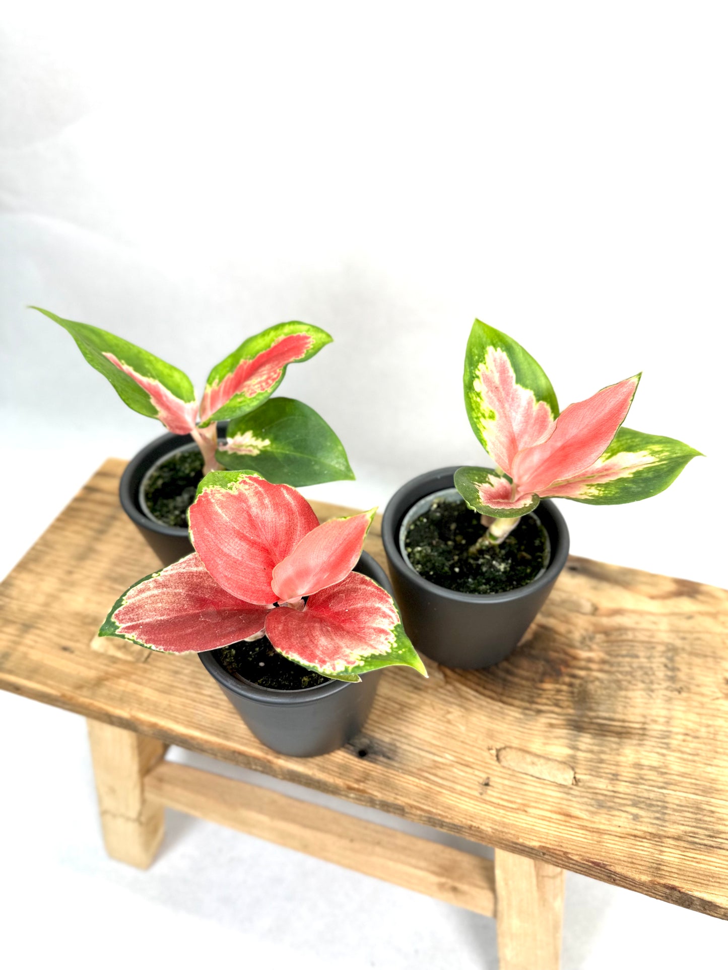 Aglaonema Red Dragon - Baby plant